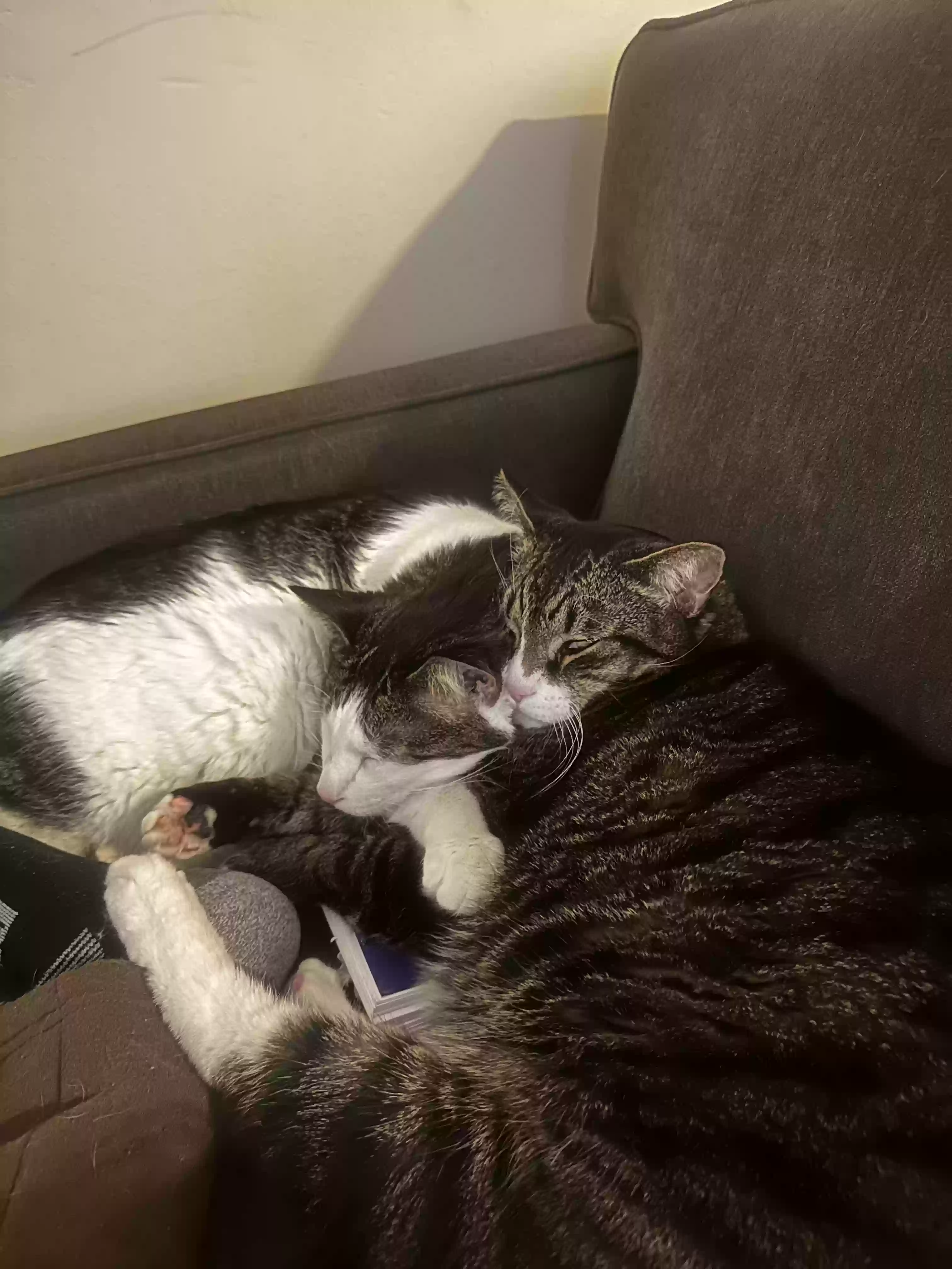 adoptable Cat in Ann Arbor,MI named Patches