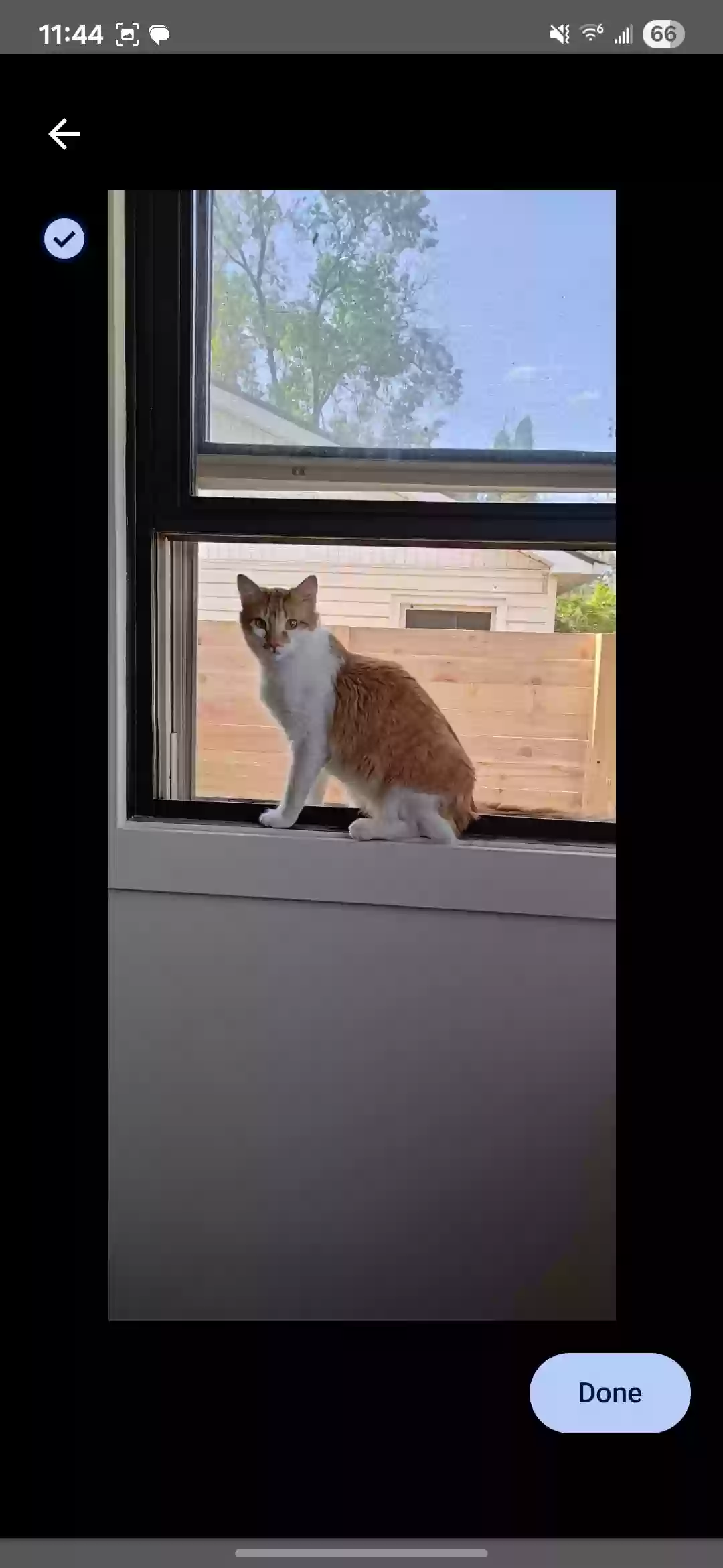 adoptable Cat in Bend,OR named