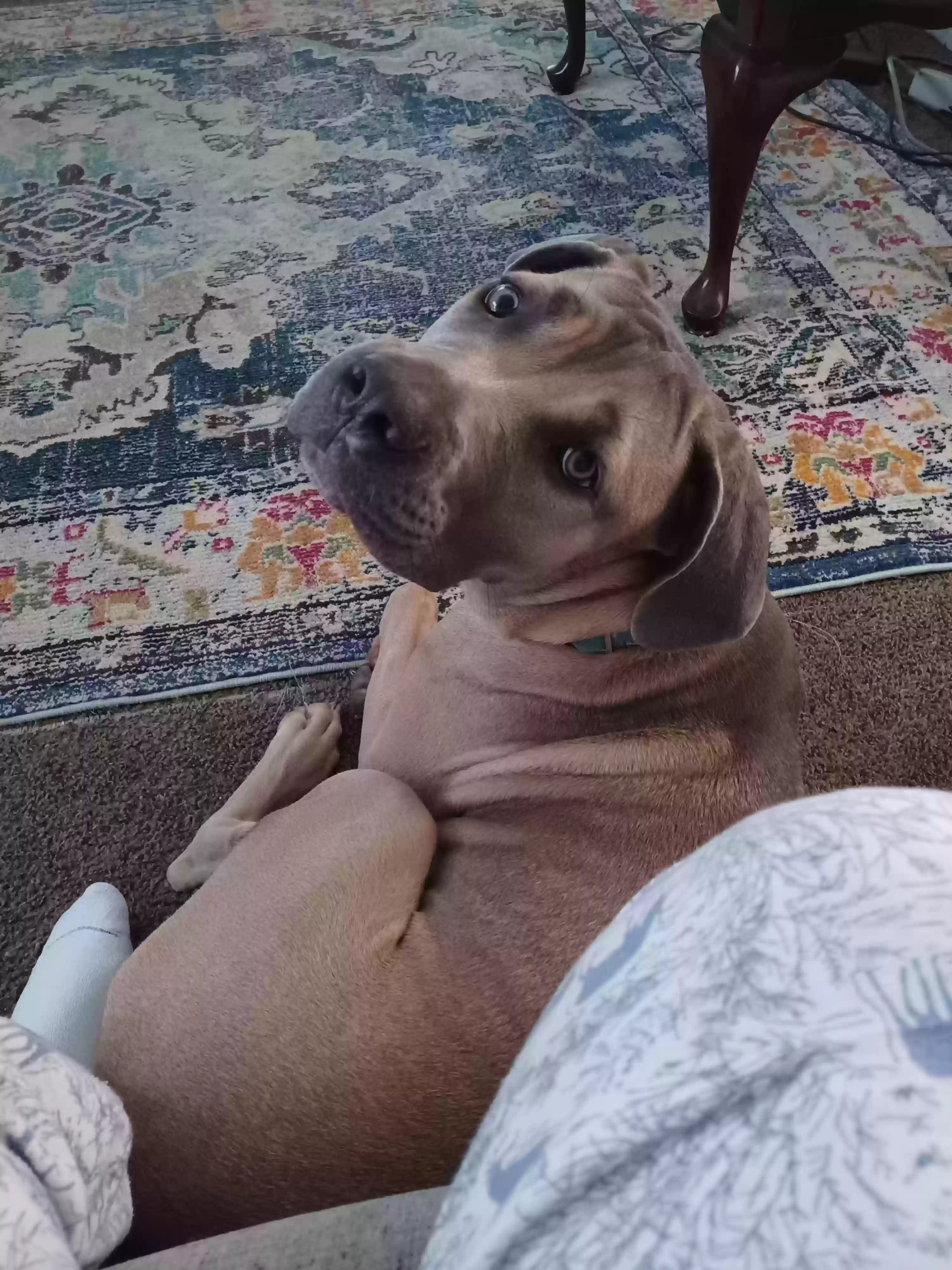 adoptable Dog in Warren,MI named Shelby