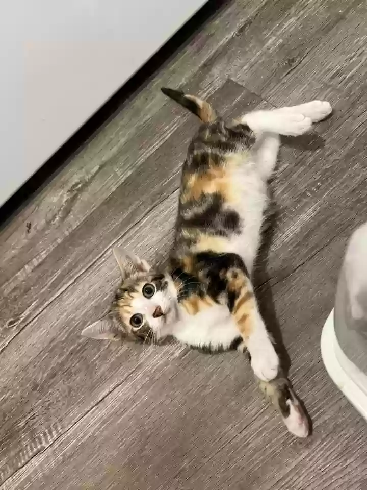 adoptable Cat in Katy,TX named none
