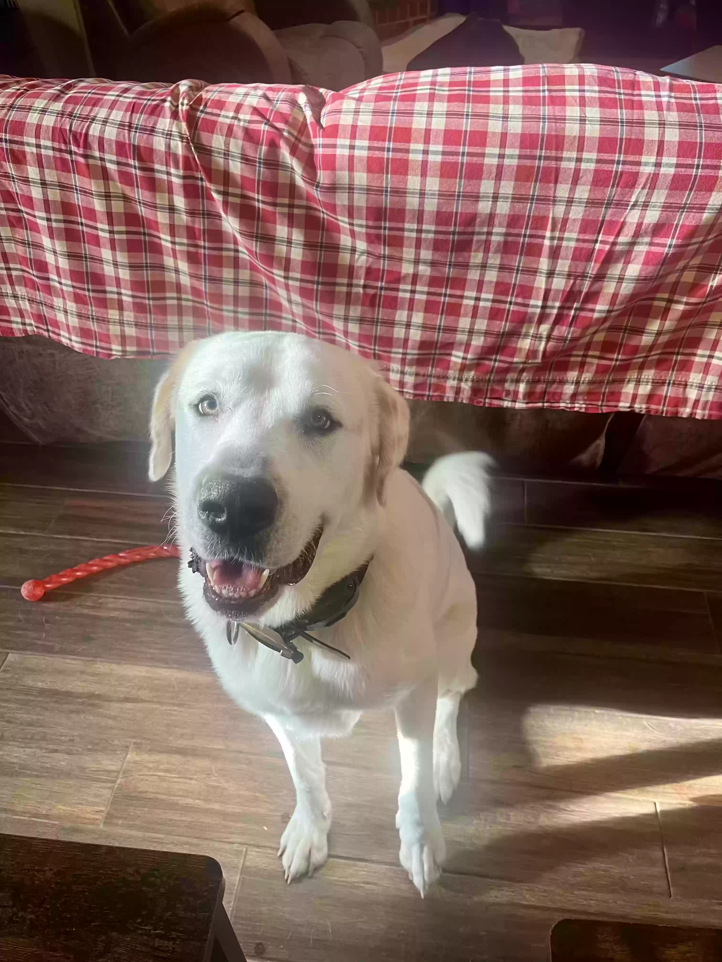 adoptable Dog in Mckinney,TX named 