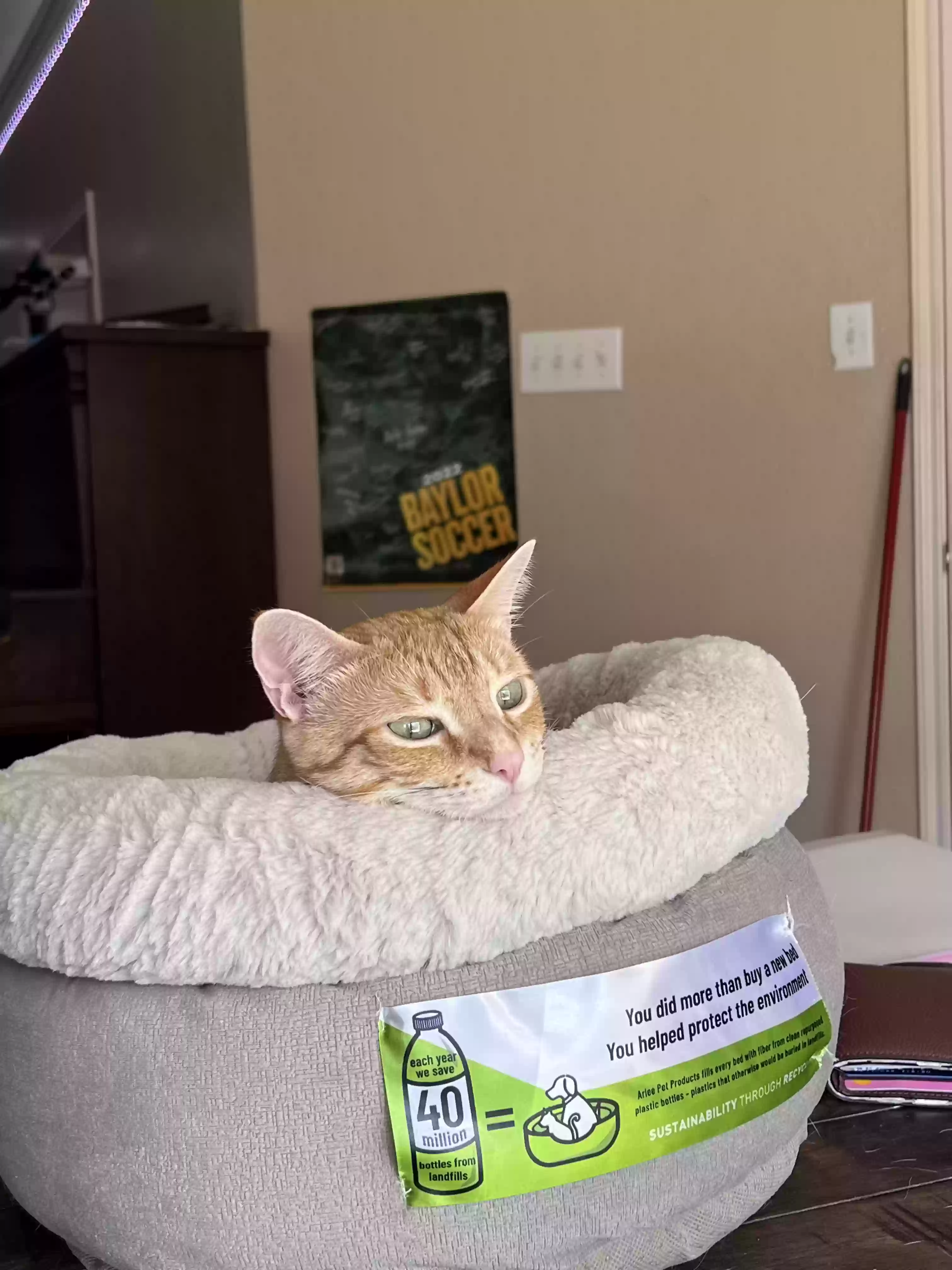 adoptable Cat in Weatherford,TX named Olive
