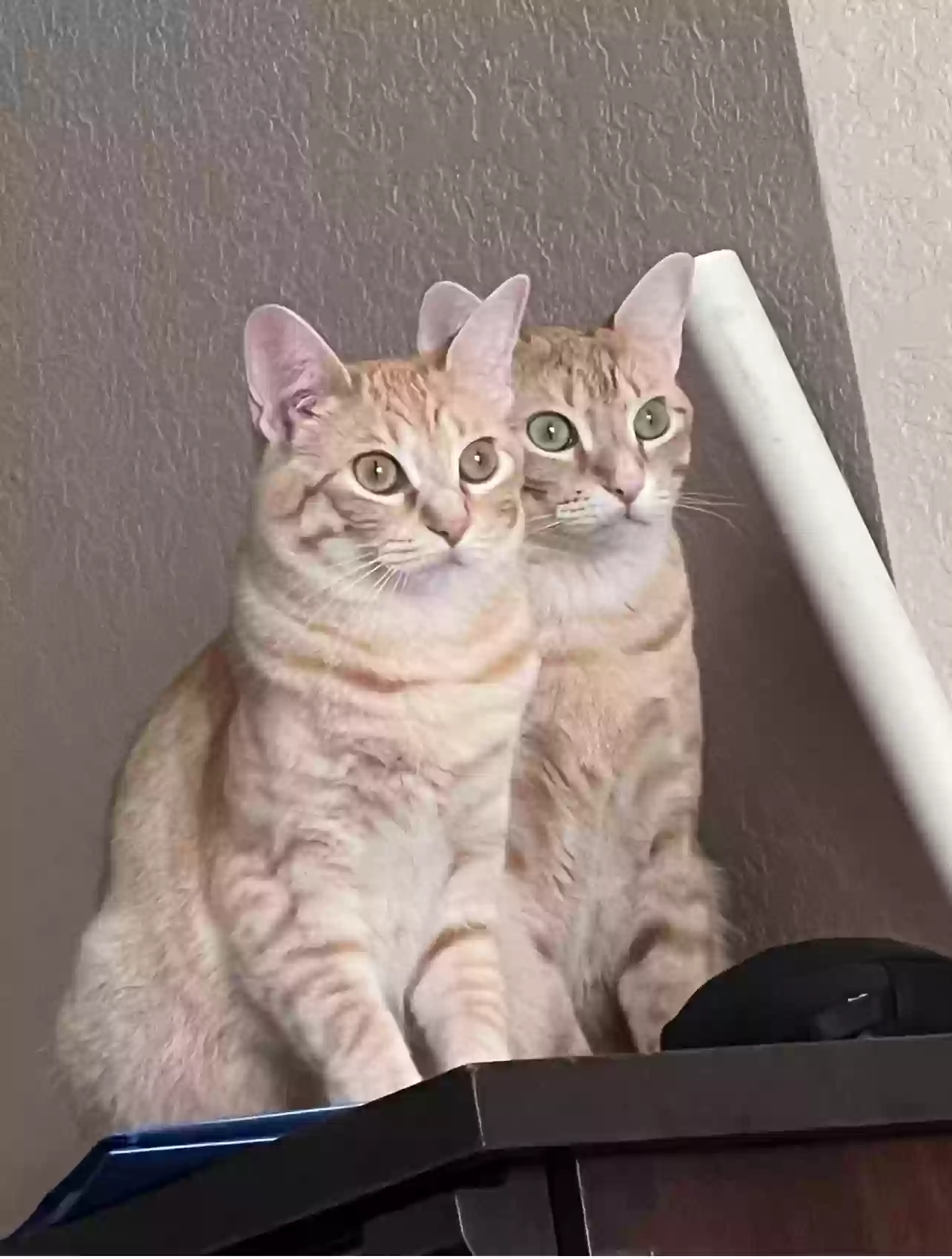 adoptable Cat in Weatherford,TX named Mac