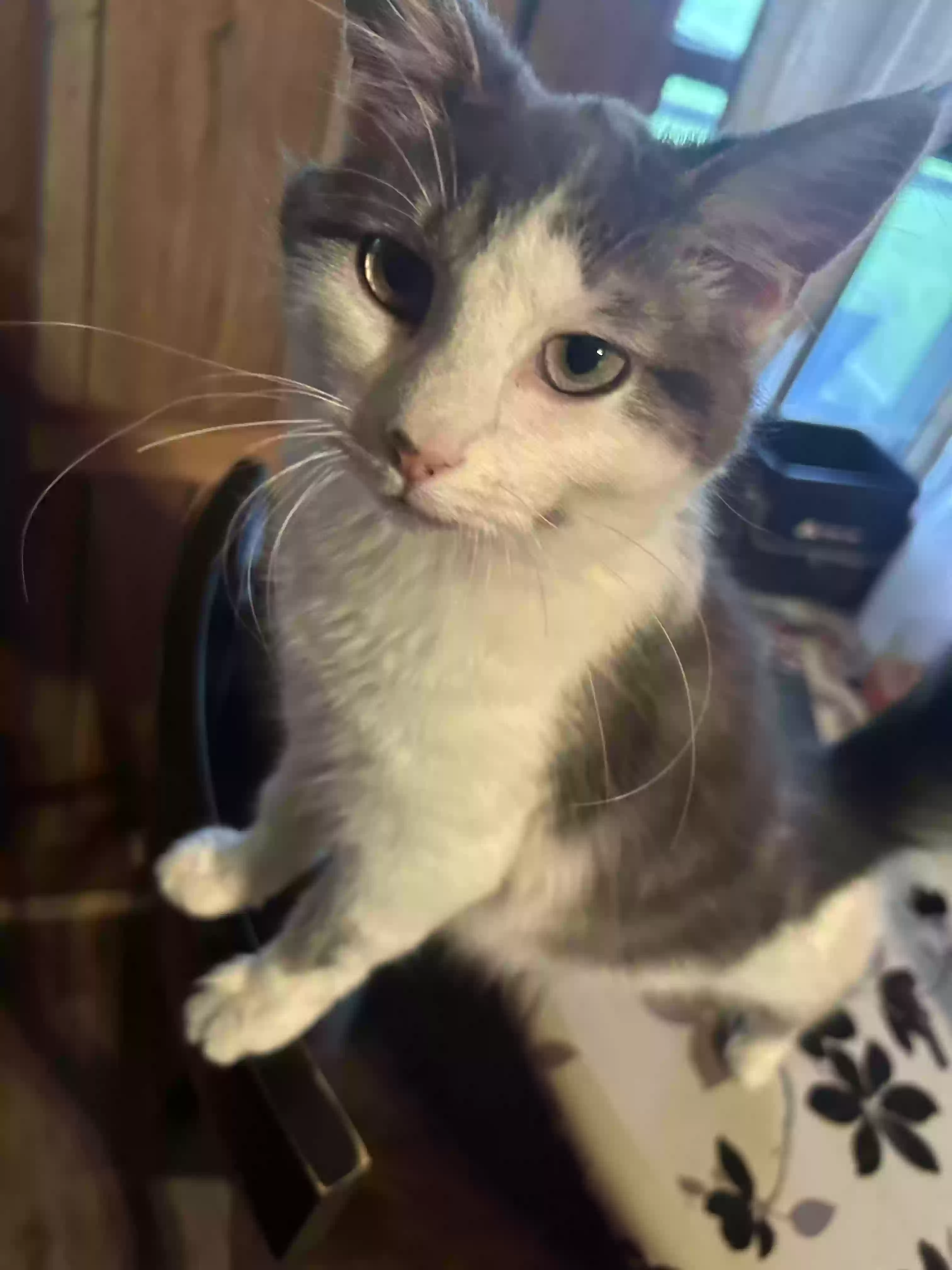 adoptable Cat in Falmouth,KY named Smokey