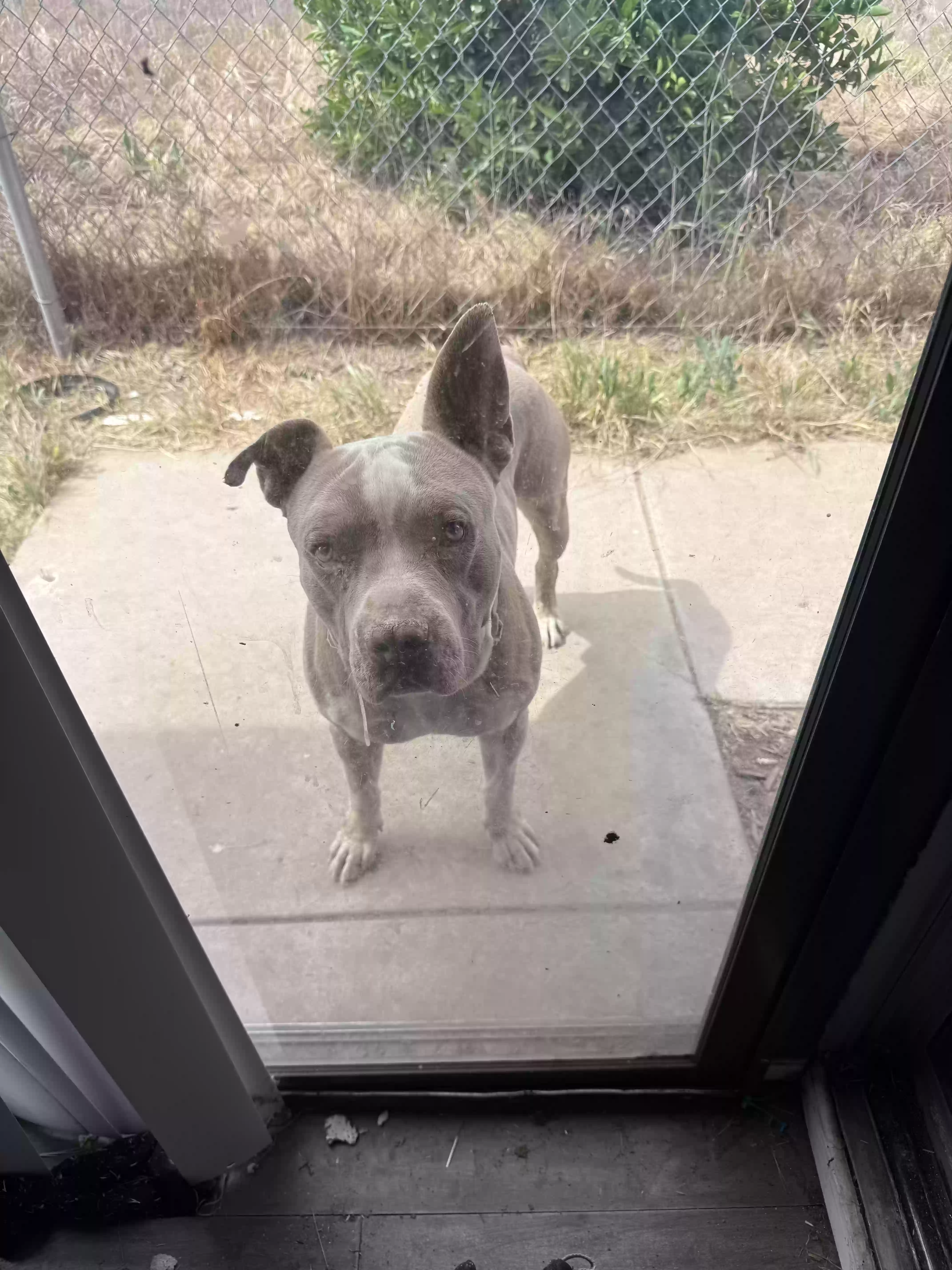 adoptable Dog in Moreno Valley,CA named Buskie