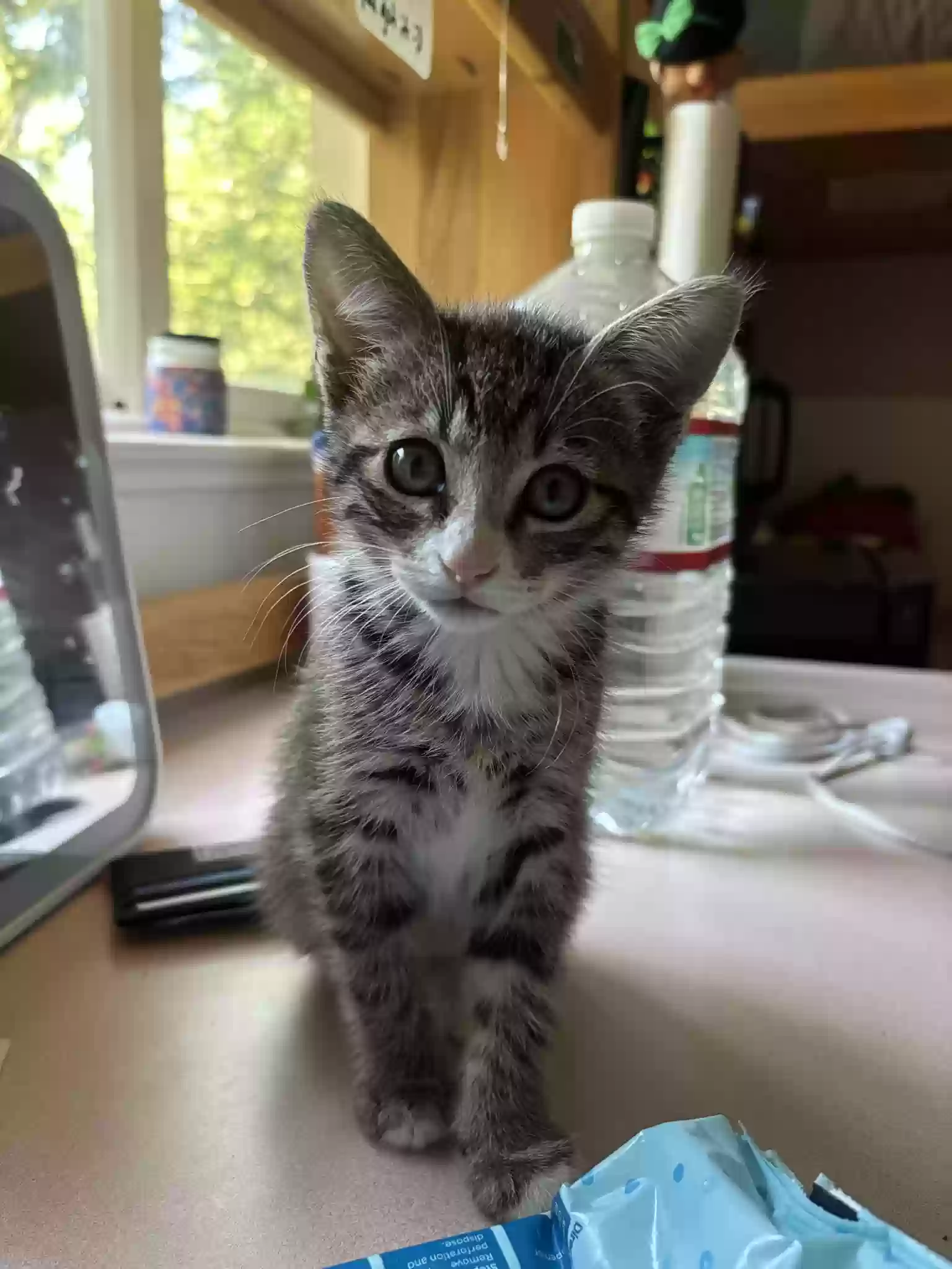 adoptable Cat in Campbell,CA named Eevee