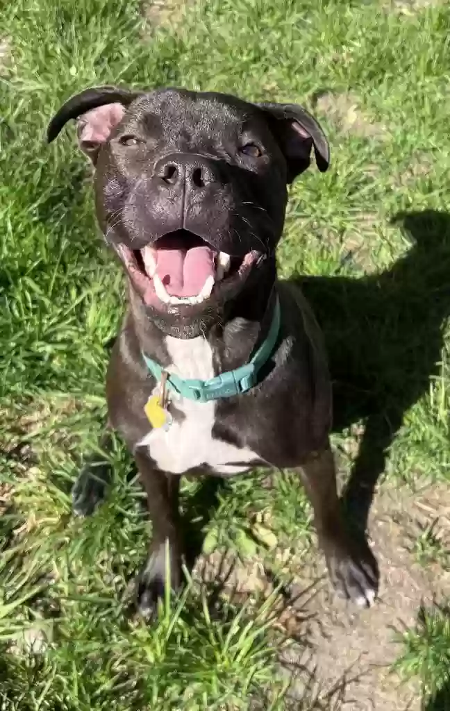 adoptable Dog in Jackson,MI named Gator
