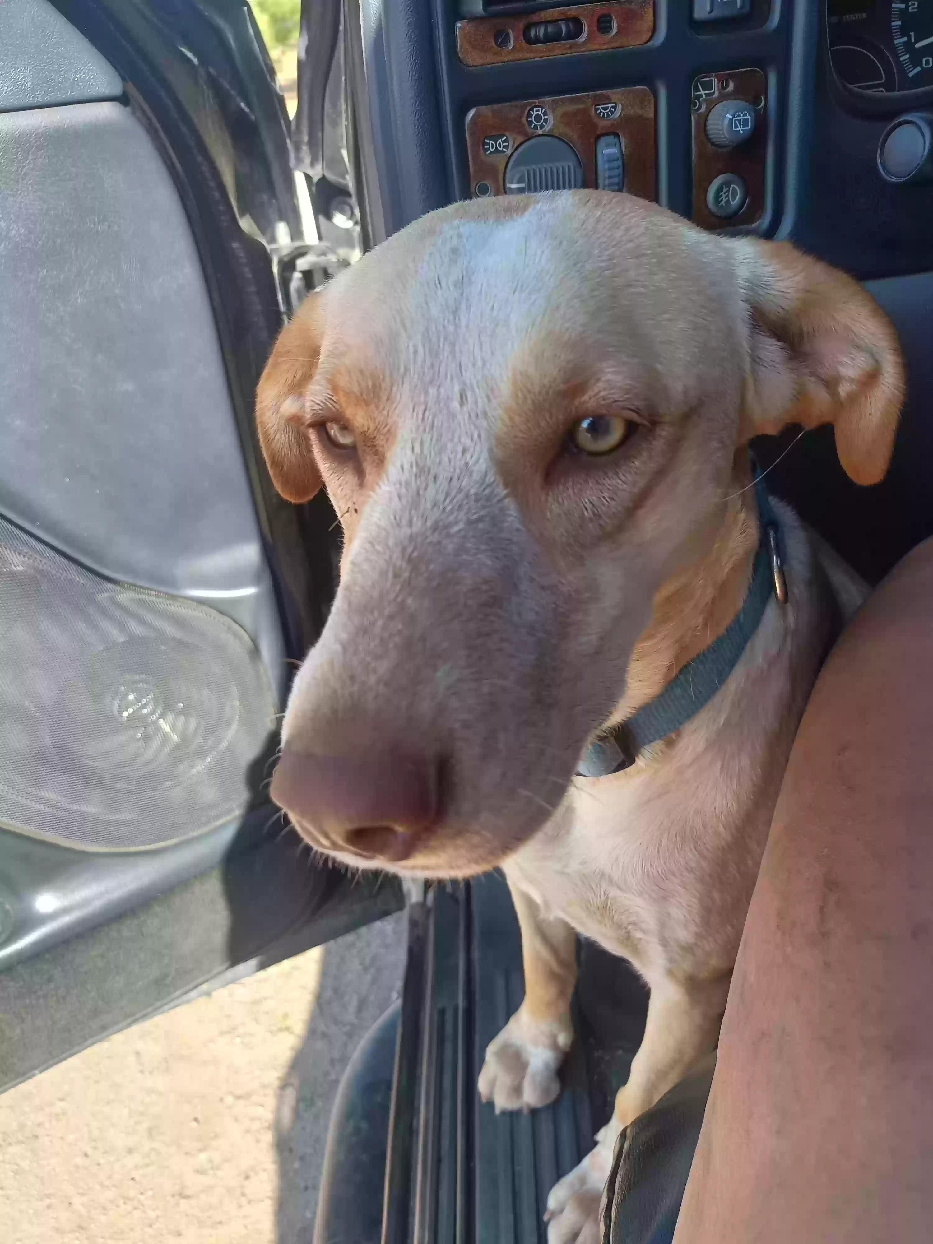 adoptable Dog in Phelan,CA named Mamas