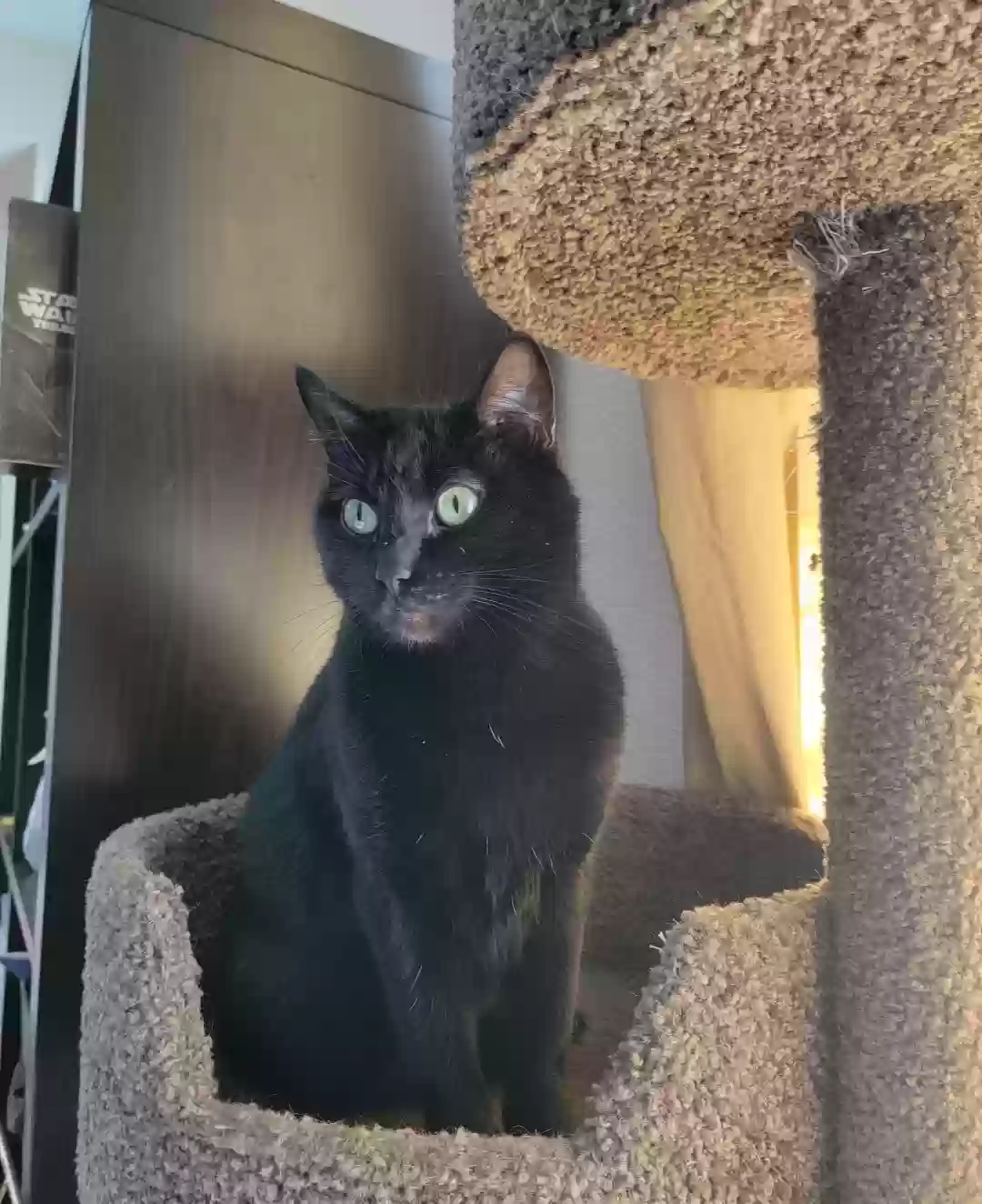 adoptable Cat in Centerton,AR named Luna