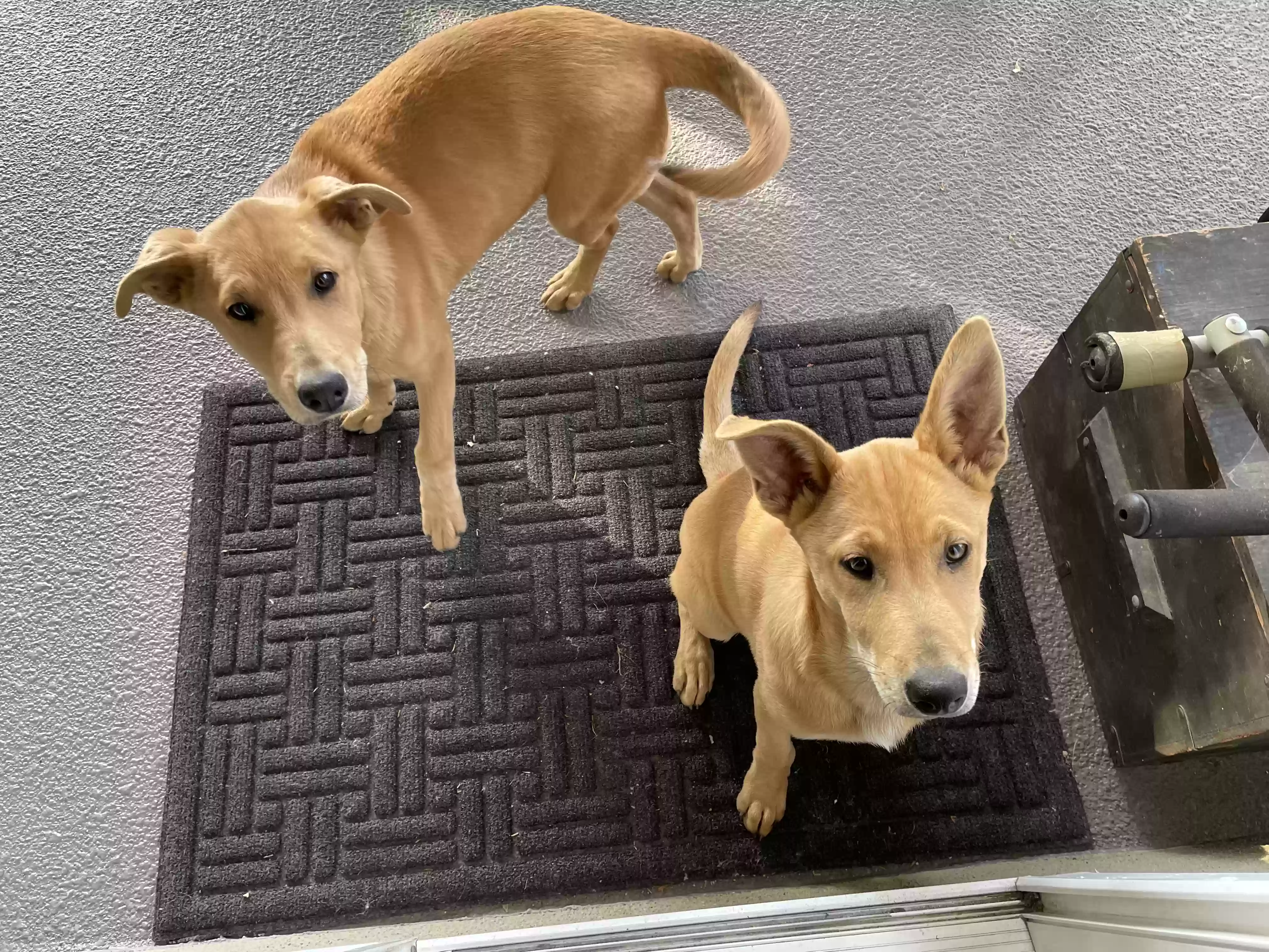 adoptable Dog in La Mirada,CA named Unknown