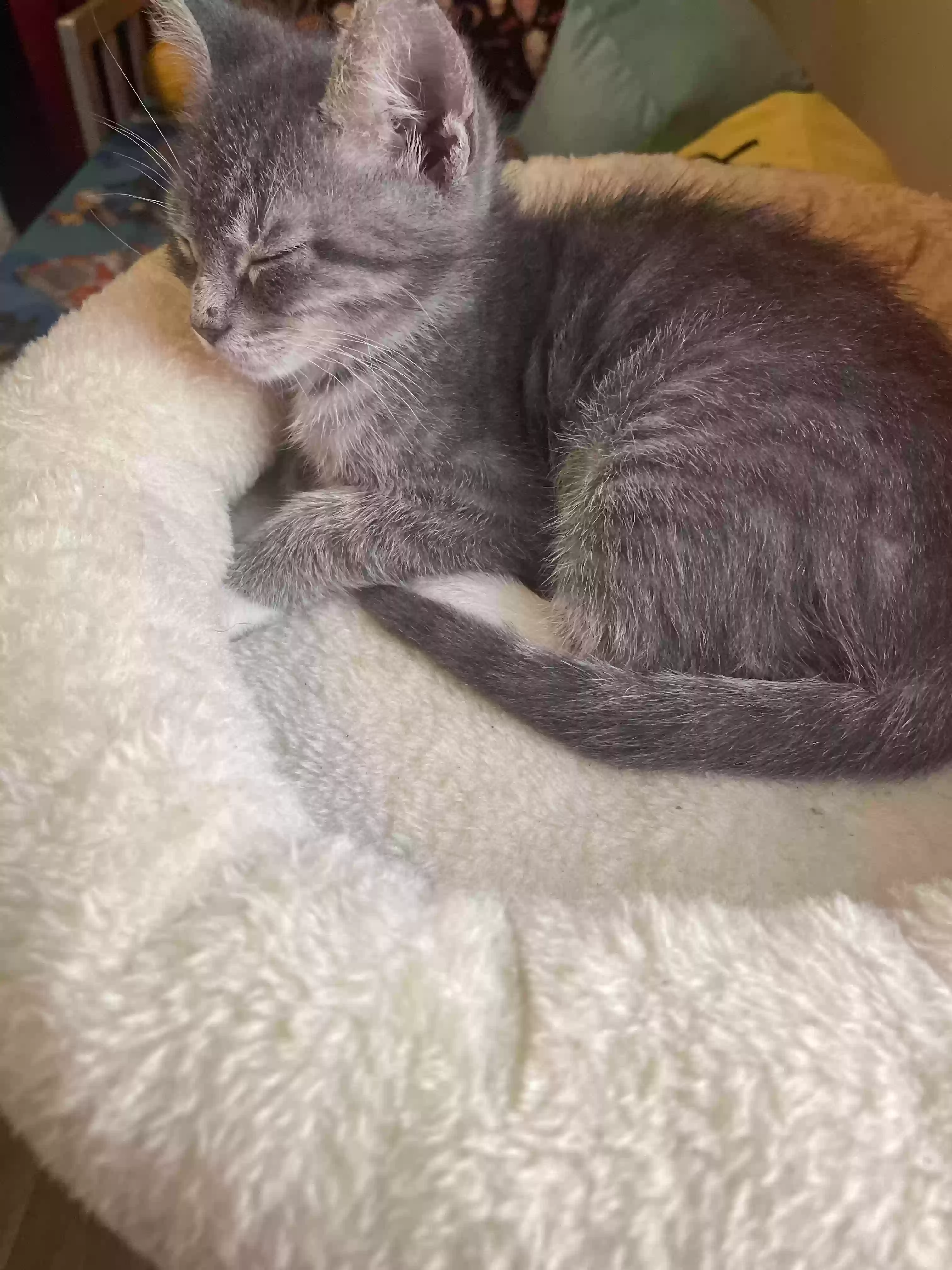 adoptable Cat in Orange City,FL named Grayson