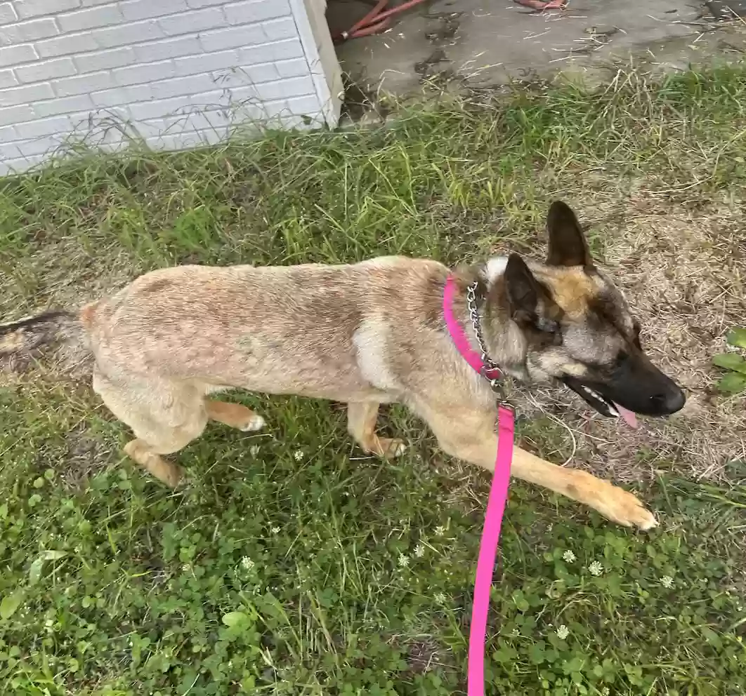 adoptable Dog in Lithonia,GA named Kismet