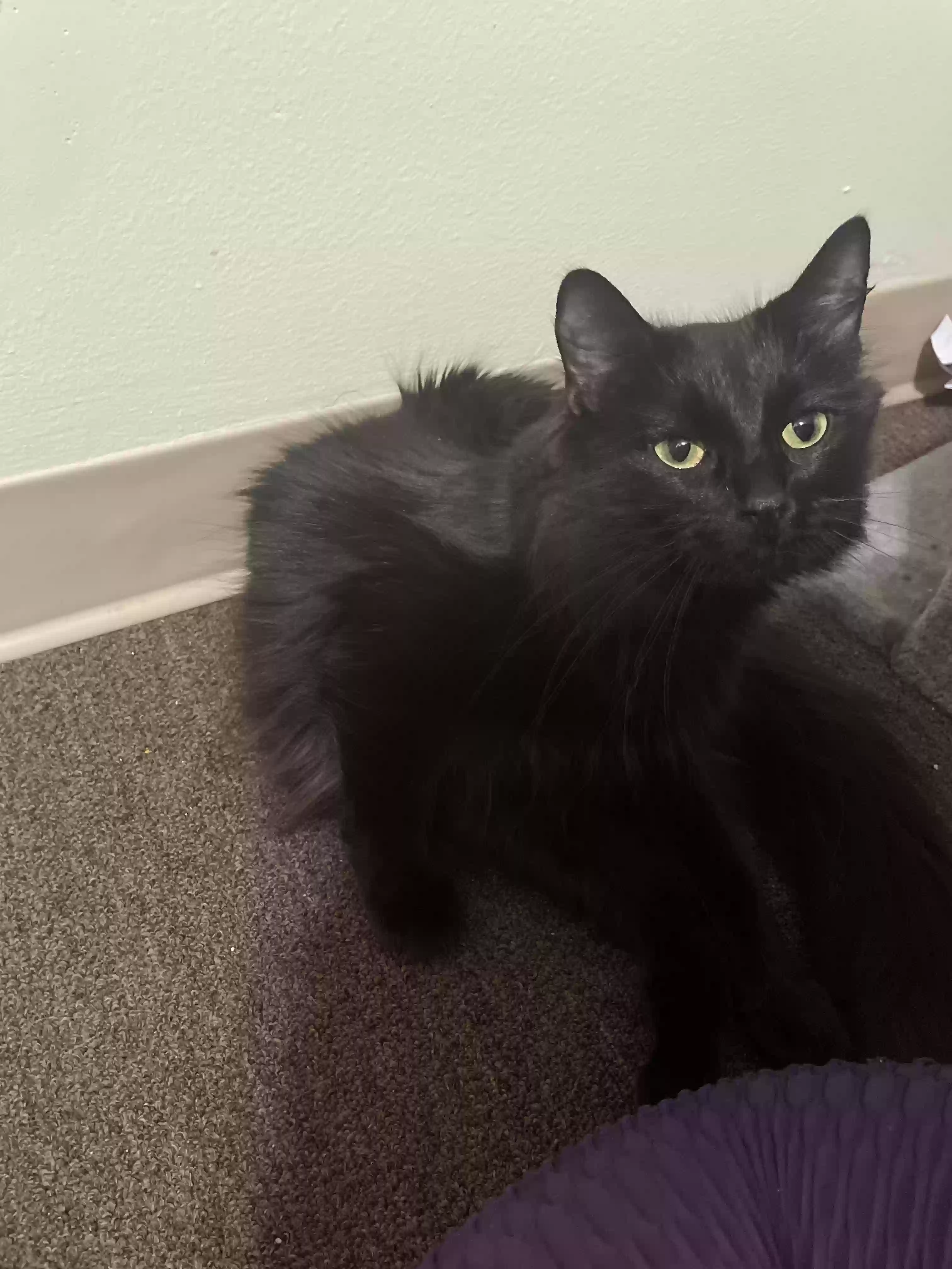 adoptable Cat in Bangor,ME named Nyx