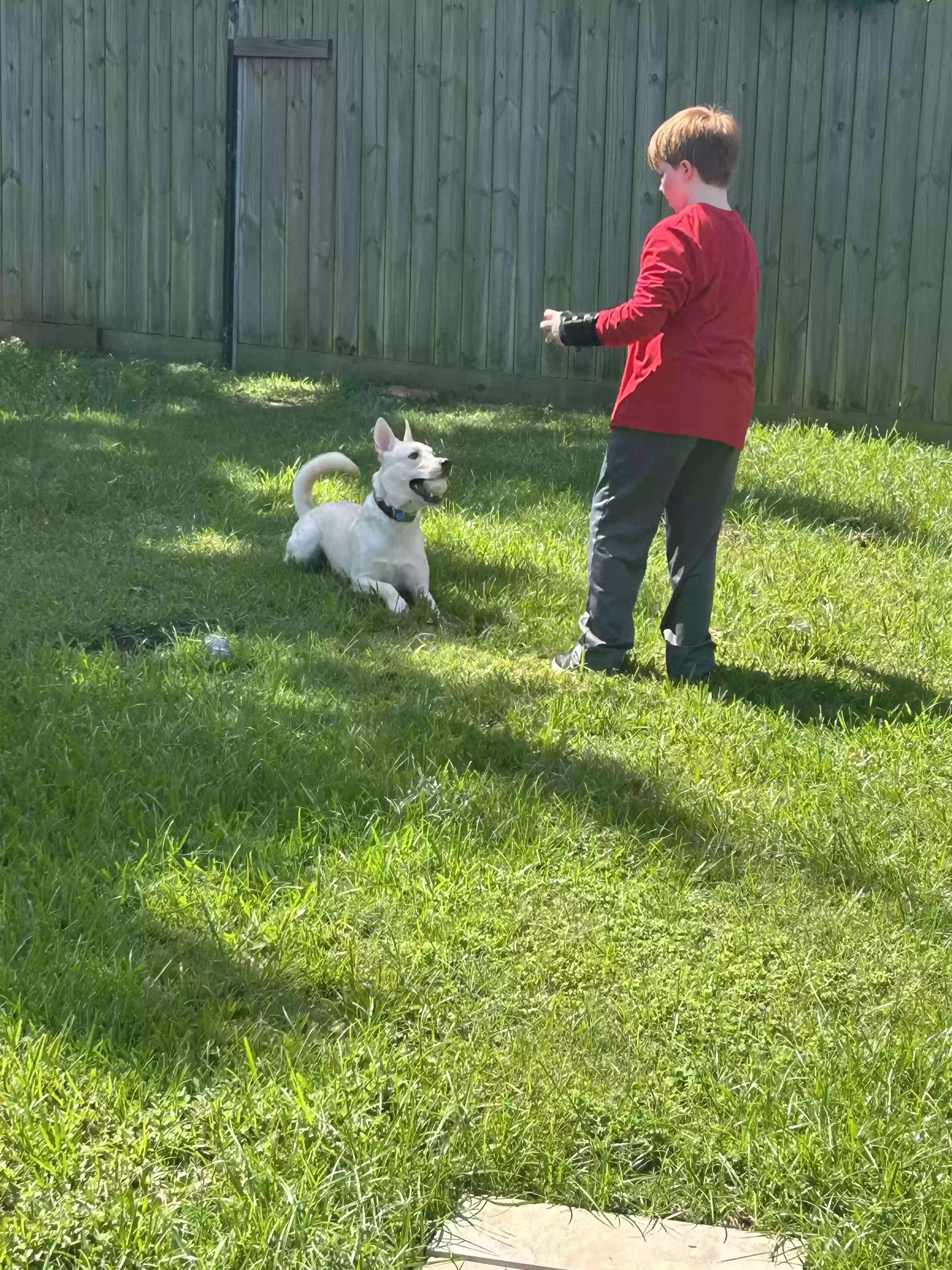 adoptable Dog in Pearland,TX named Snowy