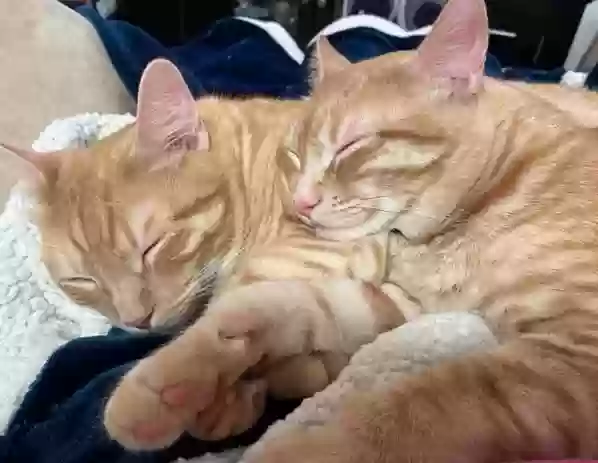 adoptable Cat in Garland,TX named Pumpkin and Jake