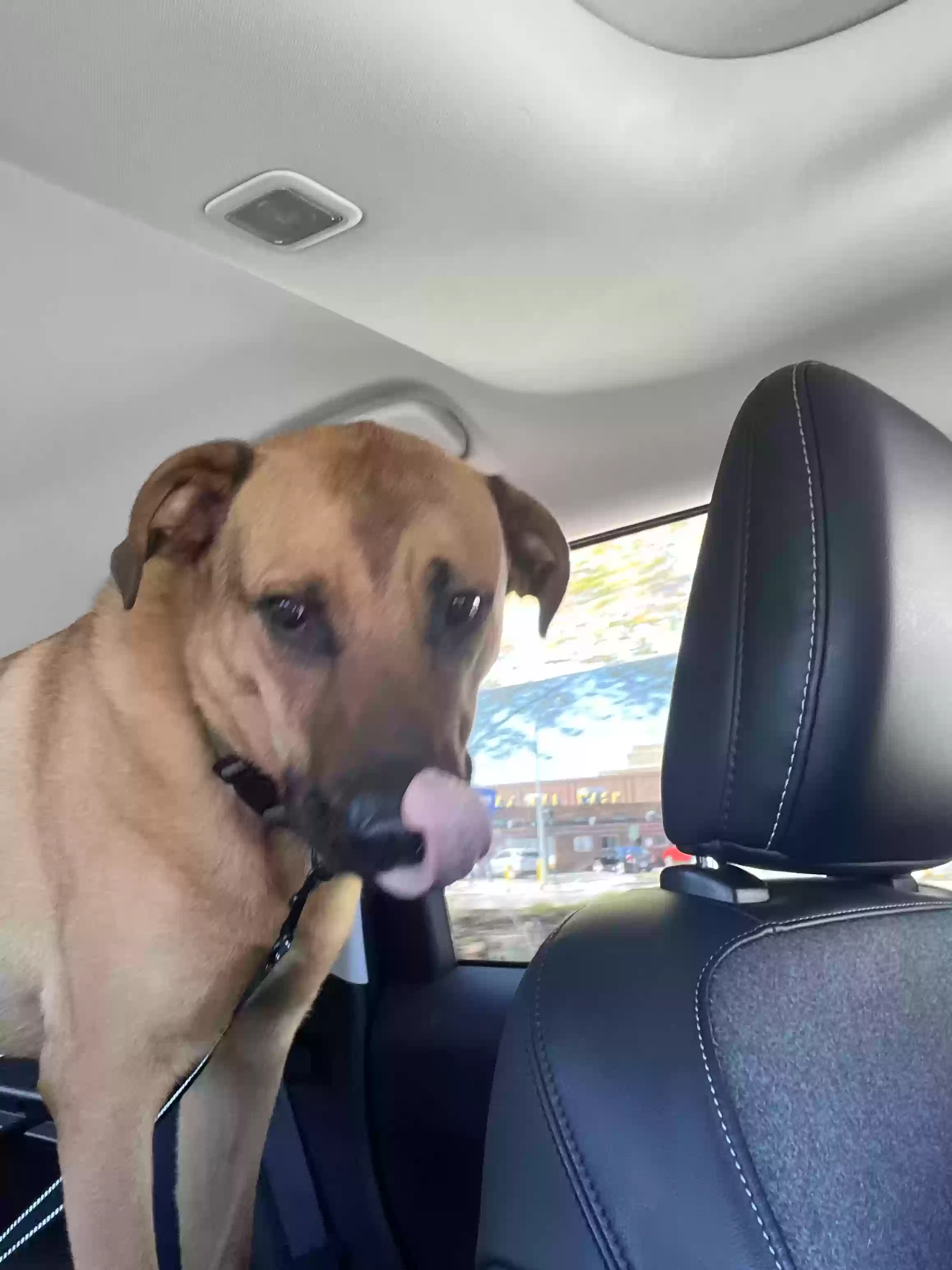 adoptable Dog in Royal Oak,MI named Kody