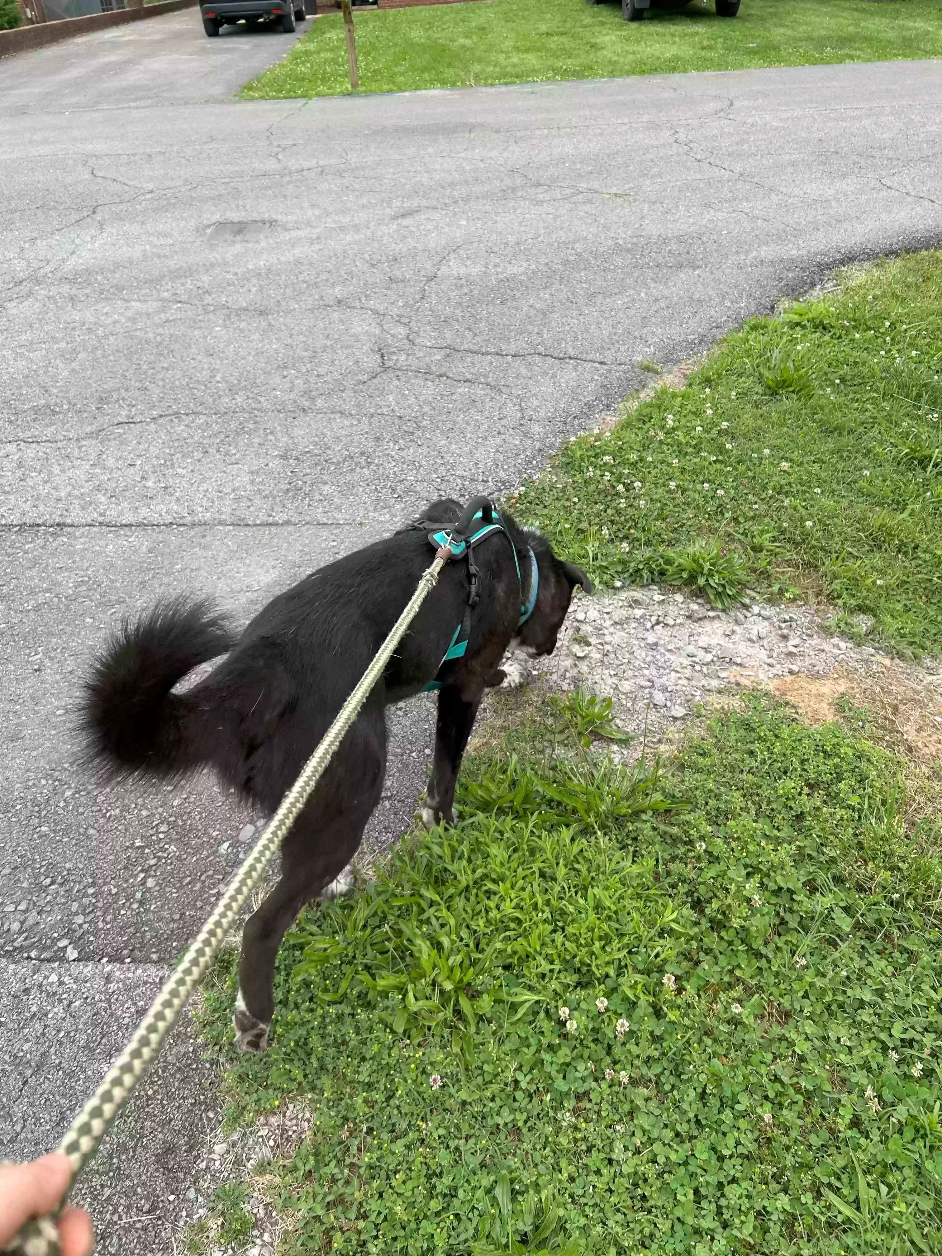 adoptable Dog in Murfreesboro,TN named Franklin