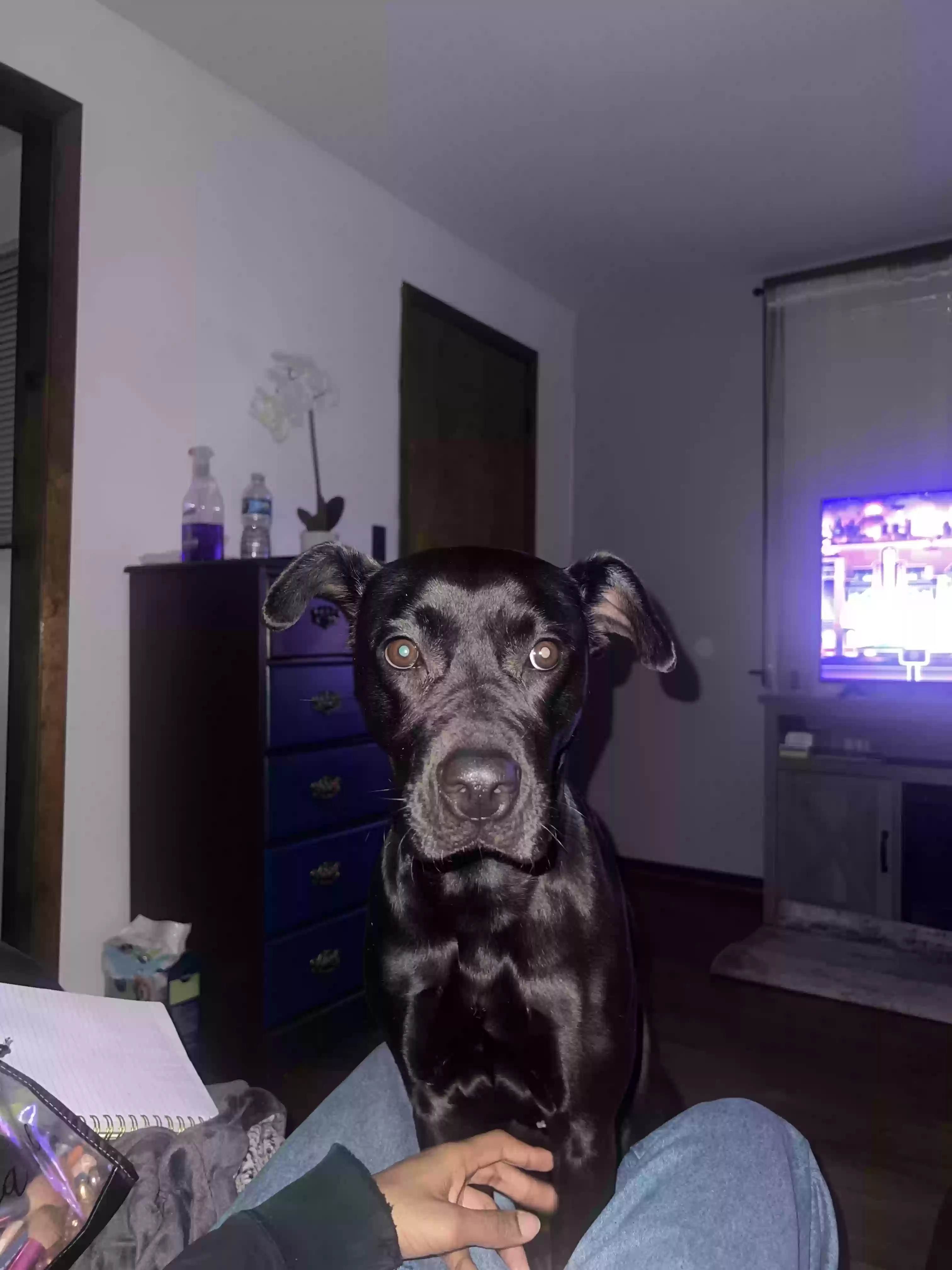 adoptable Dog in Chicago,IL named Koda