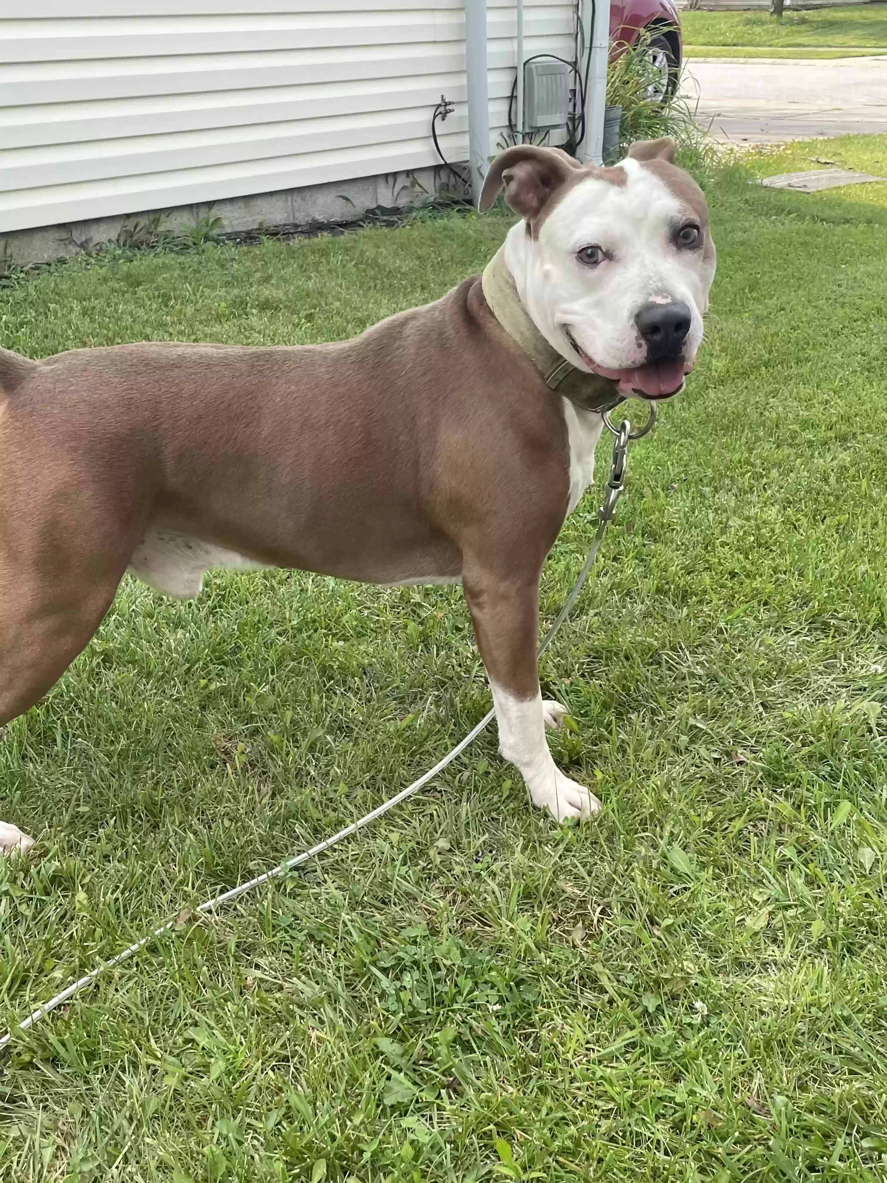 adoptable Dog in Camby,IN named Erebus