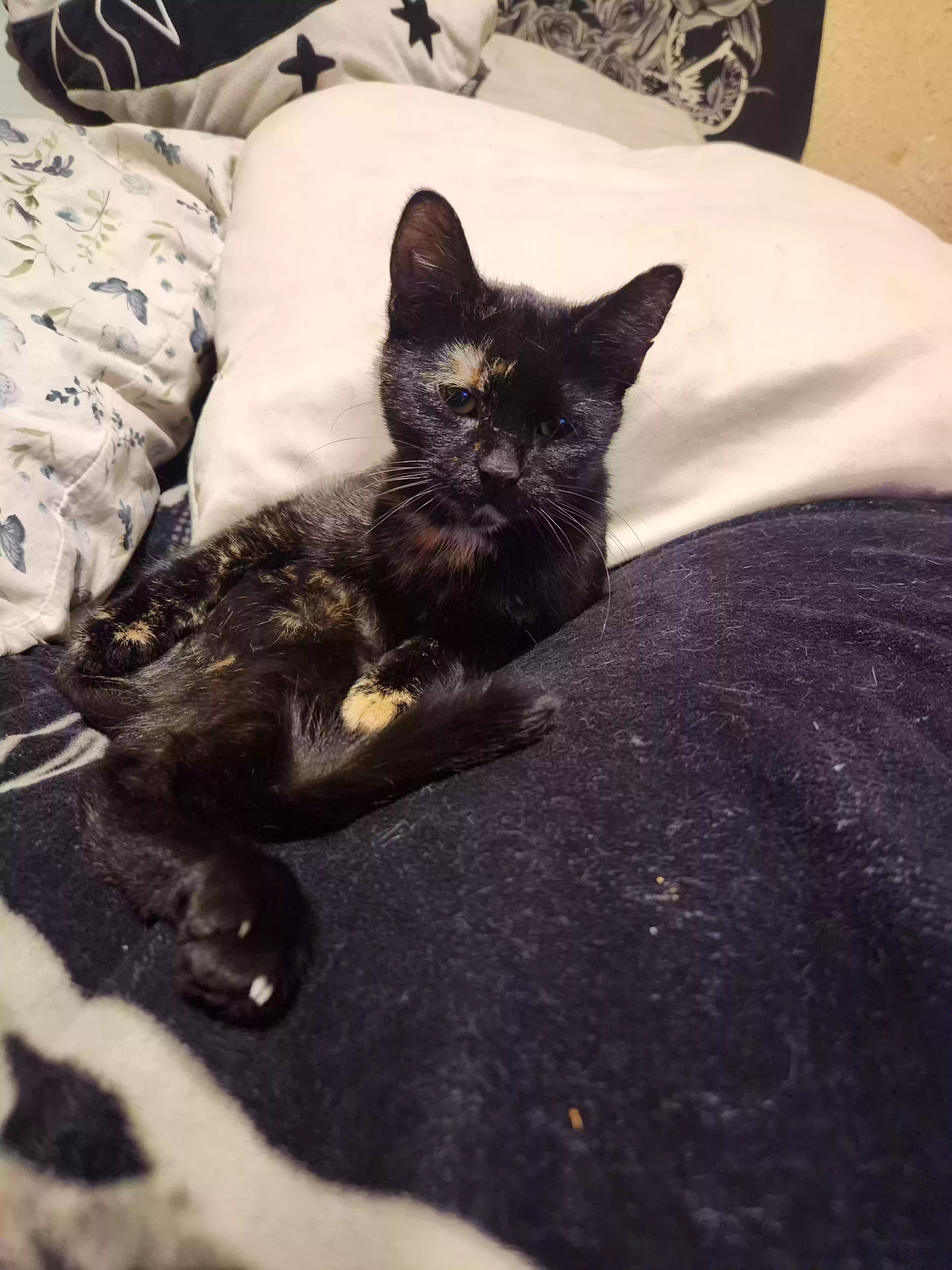 adoptable Cat in Athens,MI named Eepie