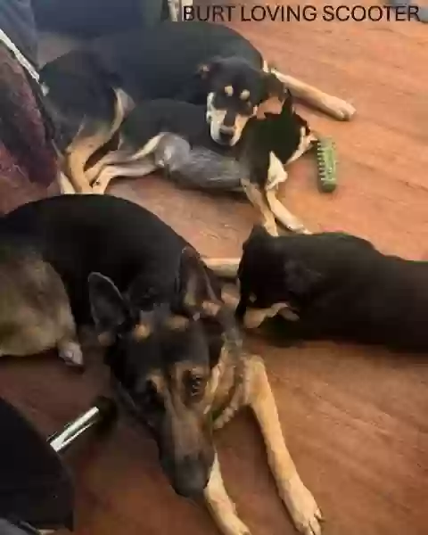 adoptable Dog in Trenton,FL named Burt