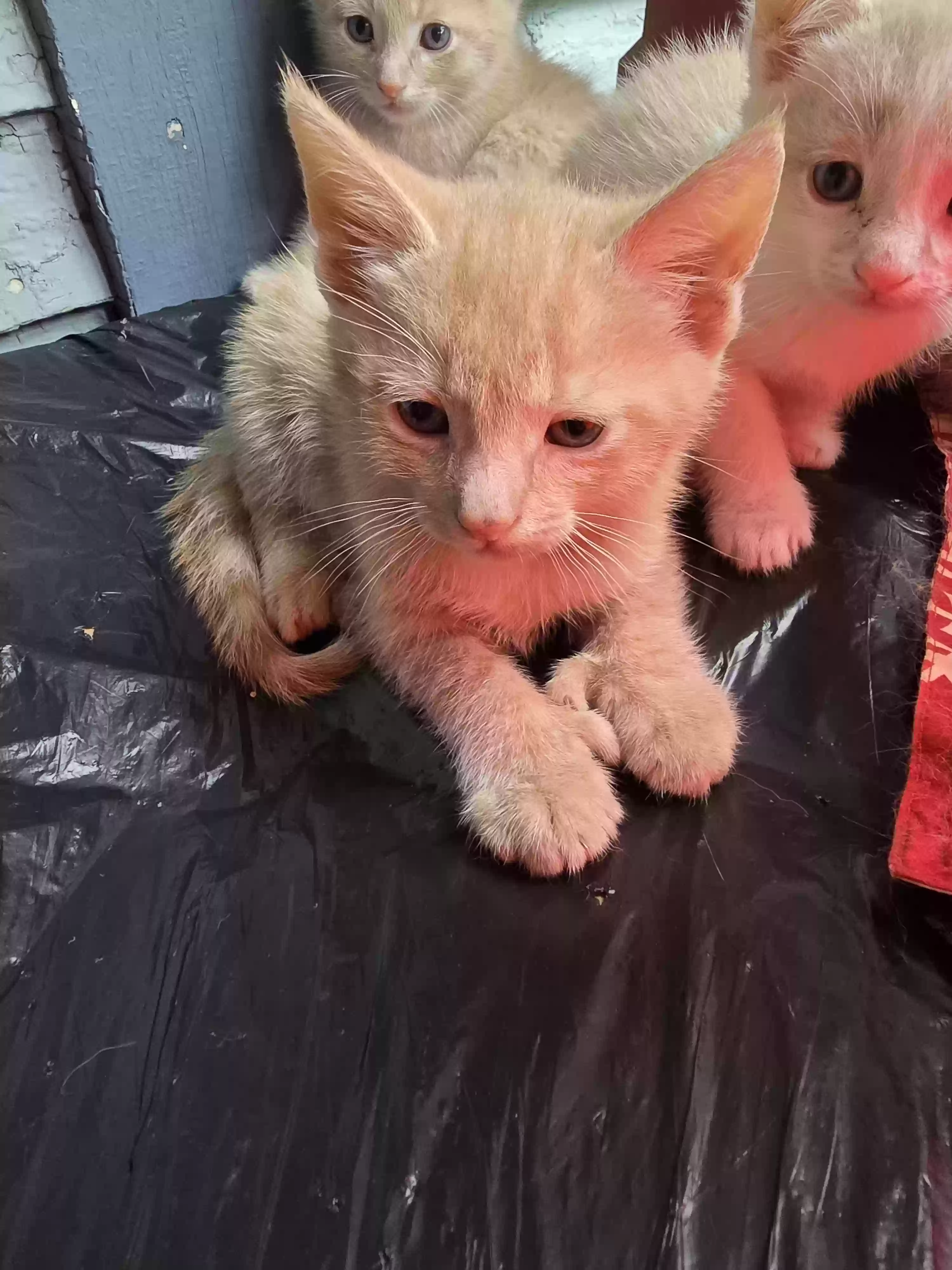 adoptable Cat in Richland,MI named None