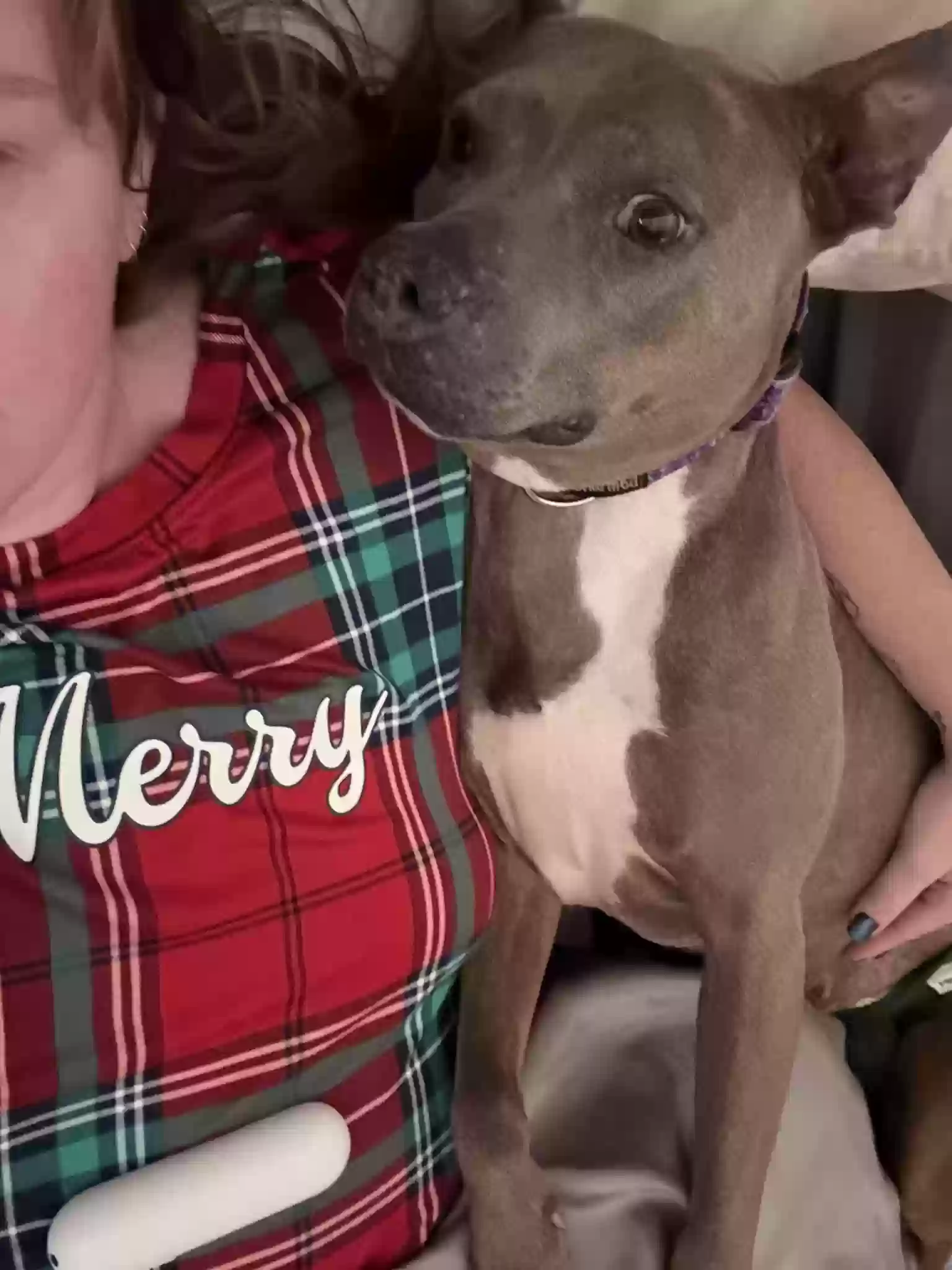 adoptable Dog in Lake Alfred,FL named Millie