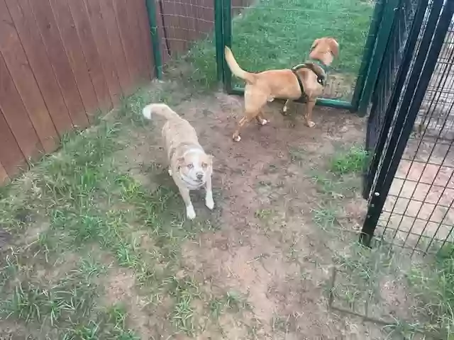 adoptable Dog in New Braunfels,TX named Sam