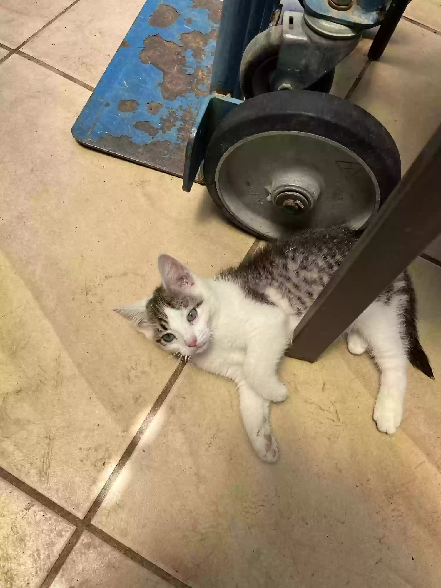 adoptable Cat in Garland,TX named Lonnie