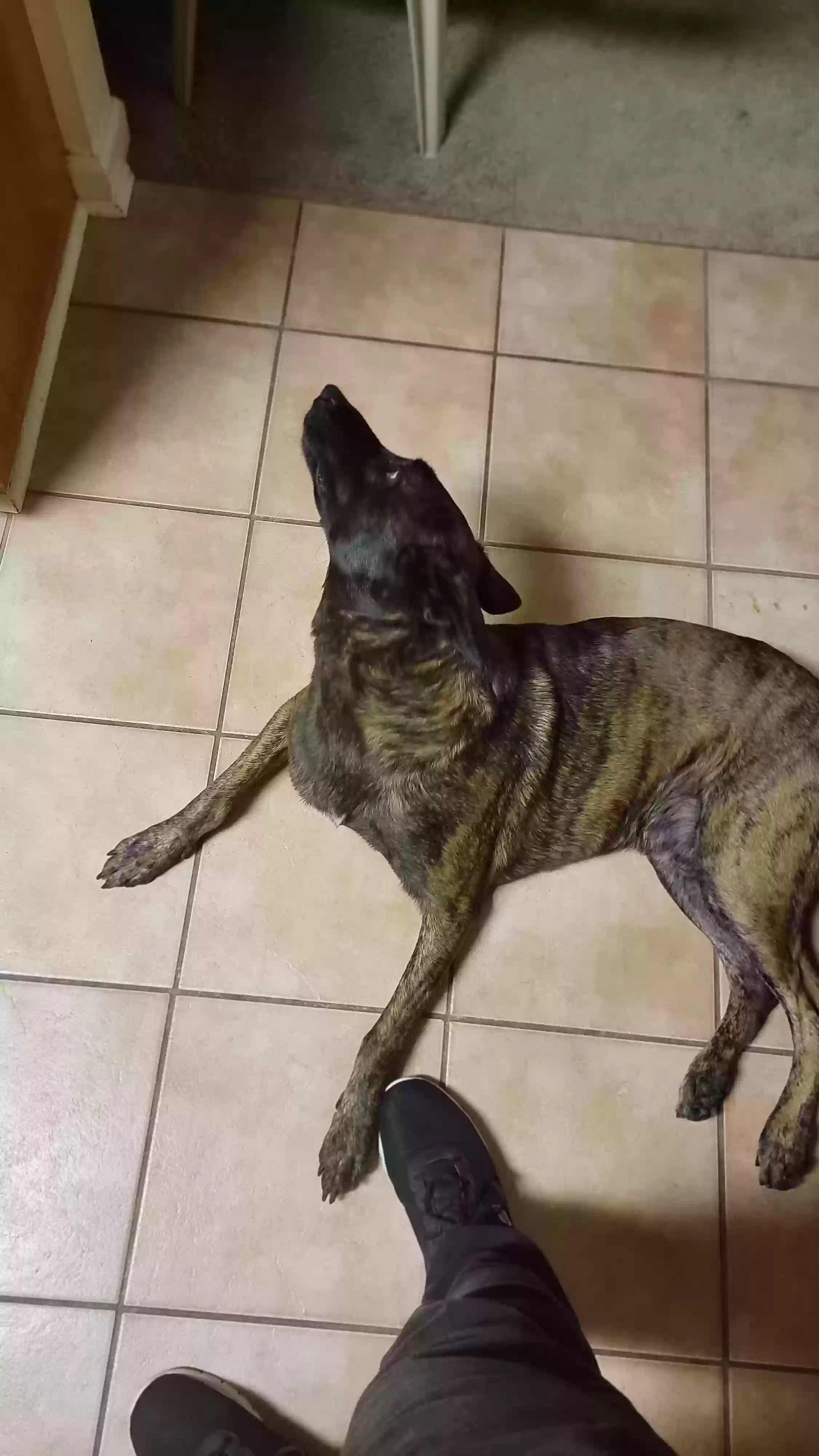 adoptable Dog in Chesapeake,VA named Kratos