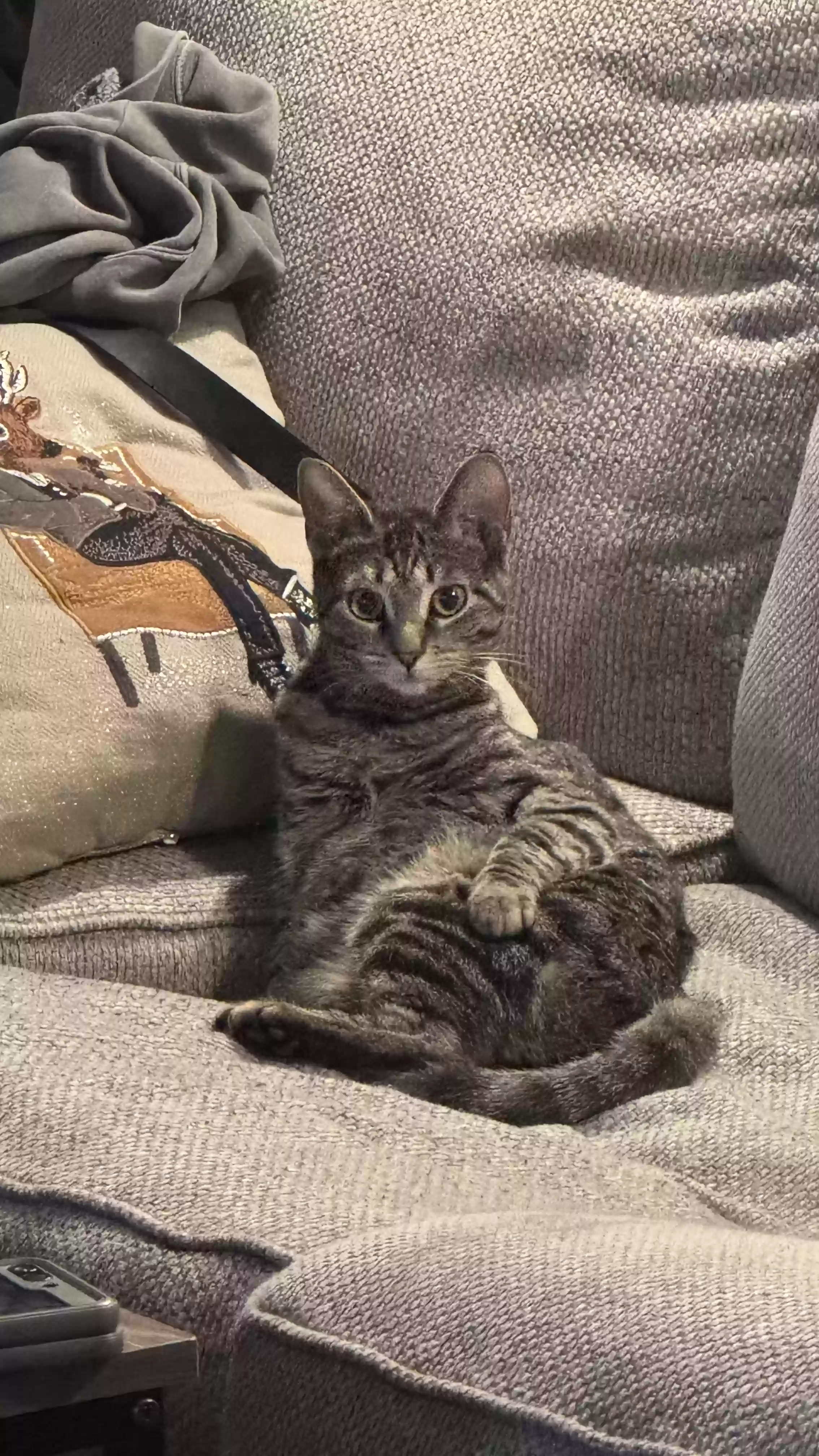 adoptable Cat in Columbus,IN named