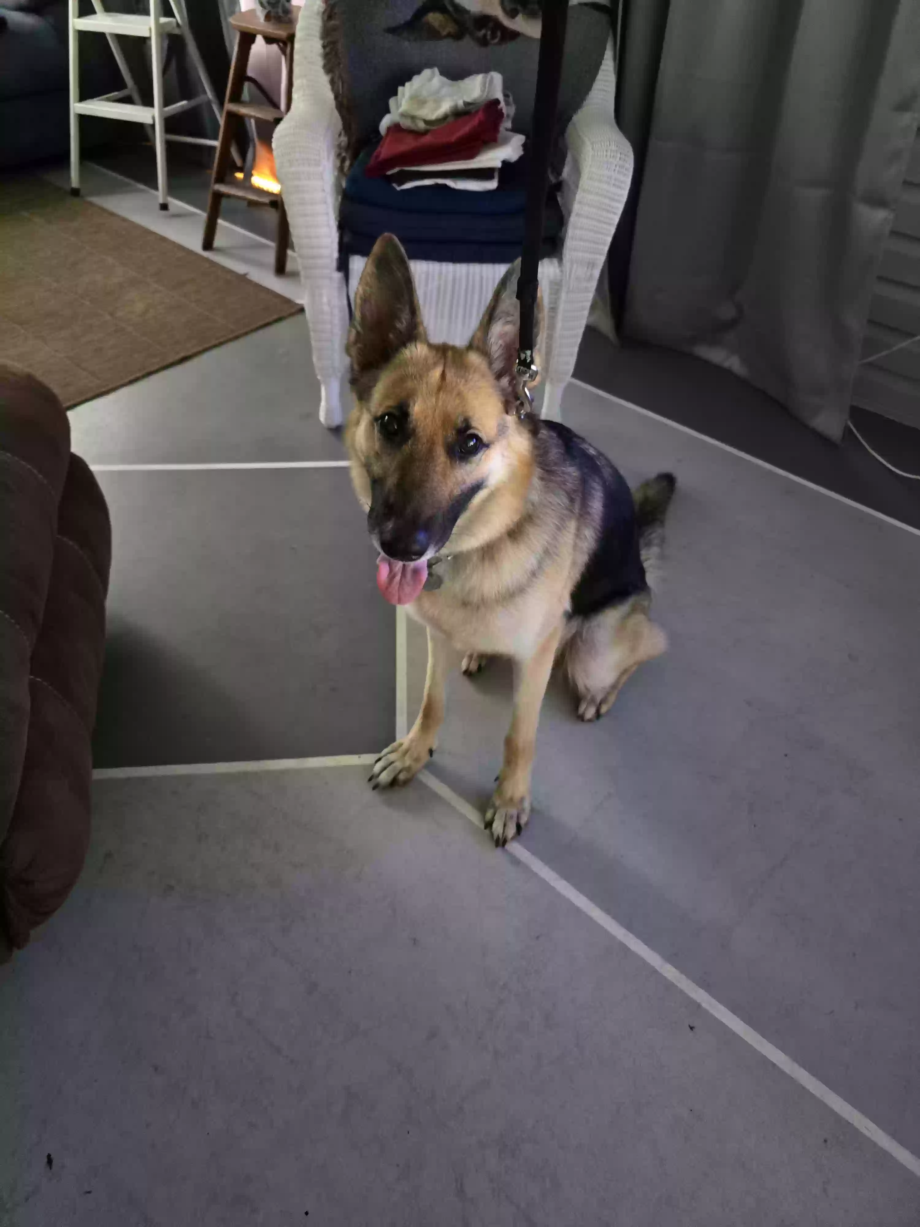 adoptable Dog in Auburndale,FL named Petty