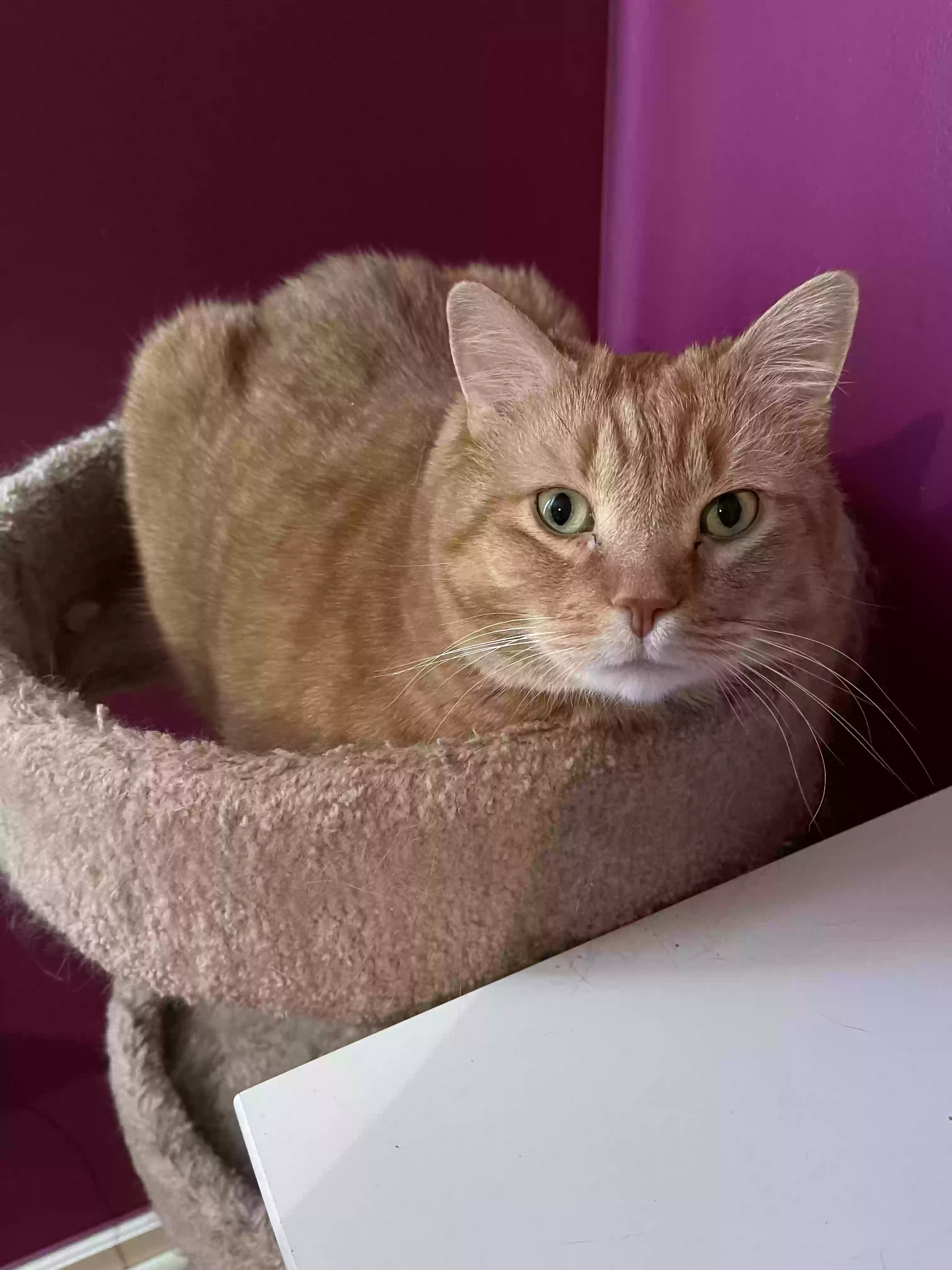 adoptable Cat in Murfreesboro,TN named ANGEL