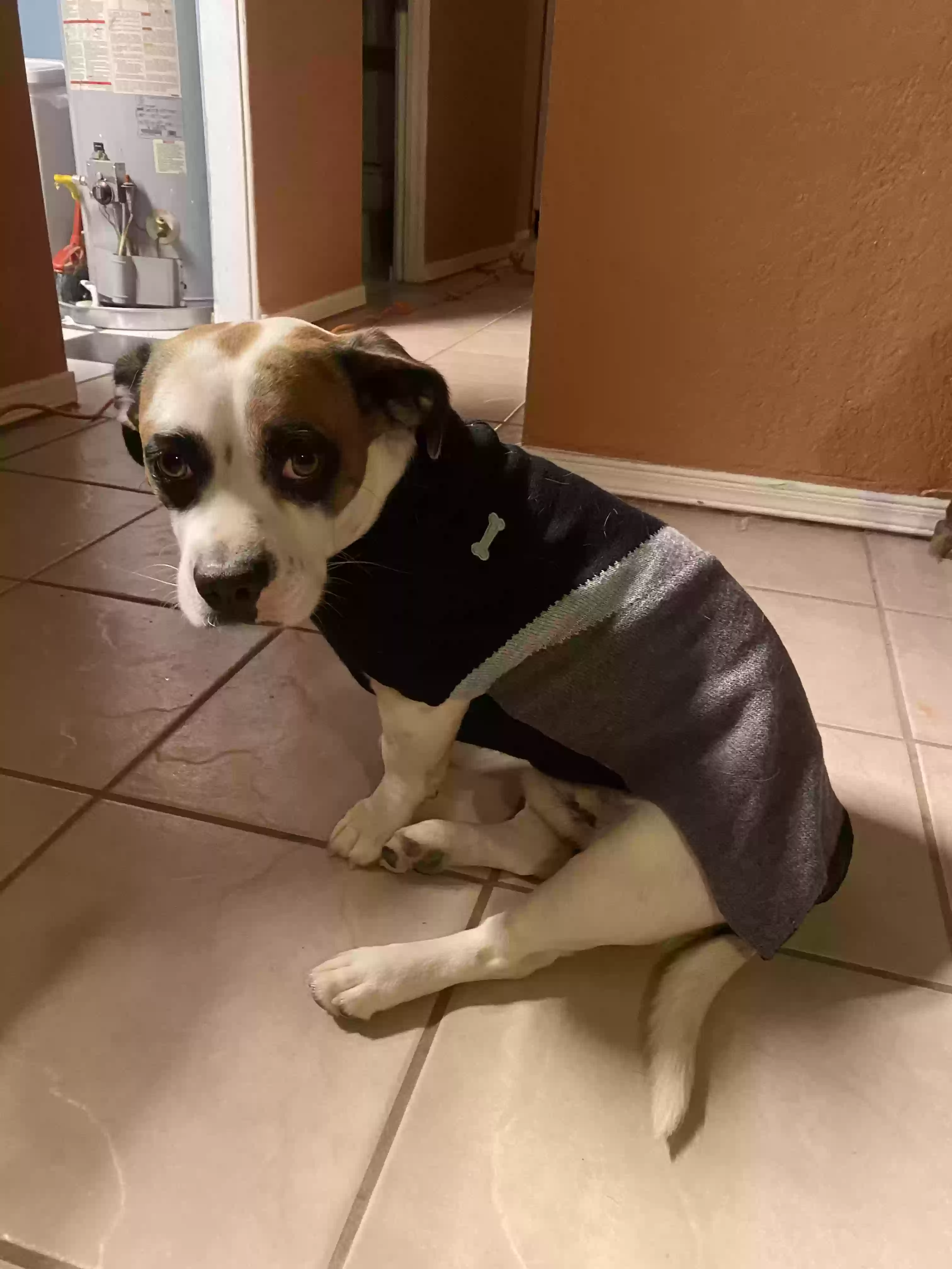 adoptable Dog in El Paso,TX named Jackson