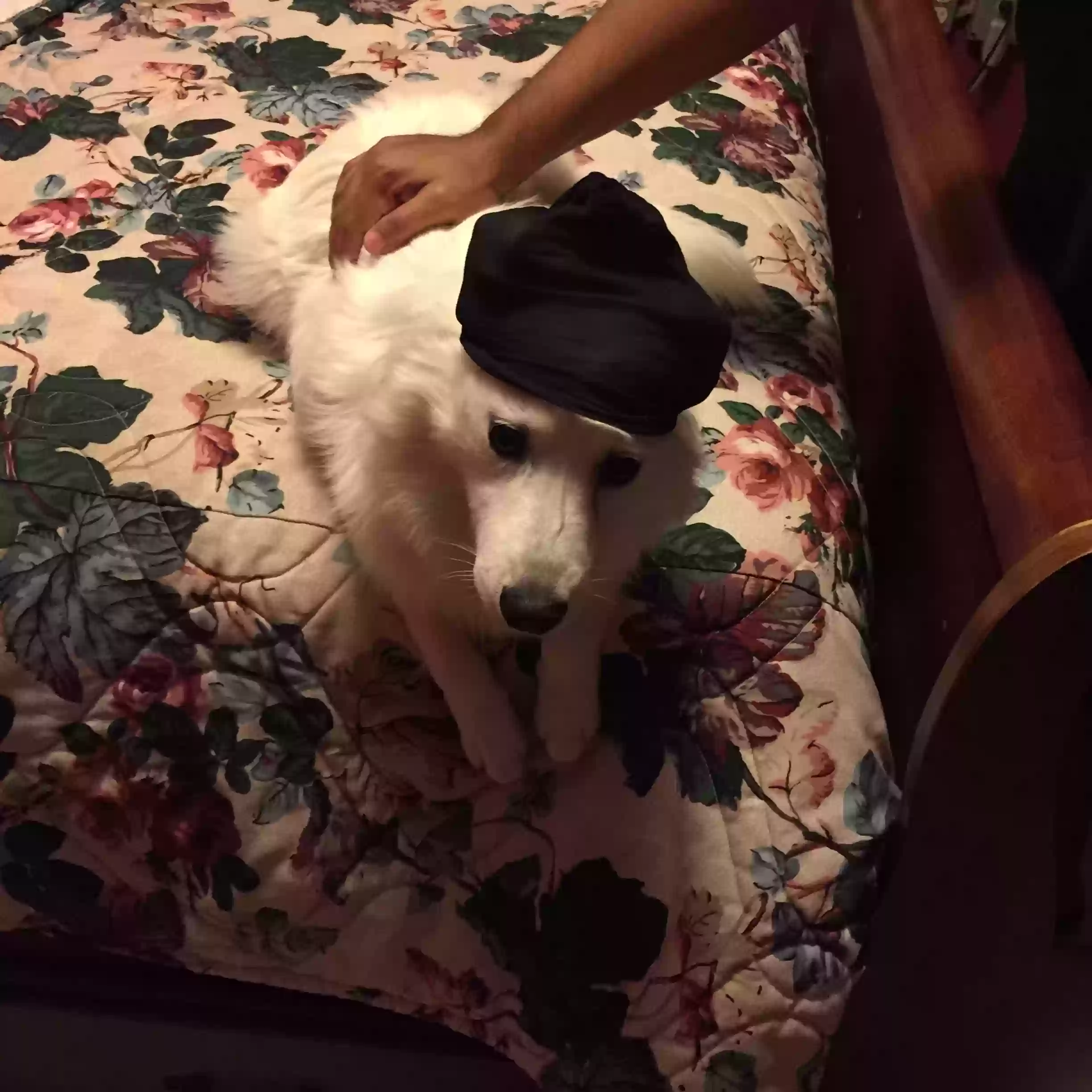adoptable Dog in El Paso,TX named Yuri