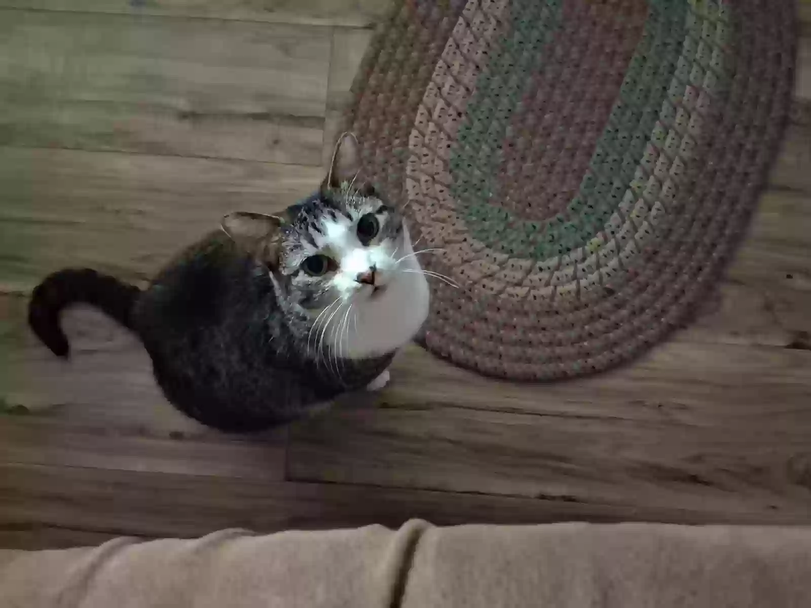 adoptable Cat in De Kalb,TX named Little Girl
