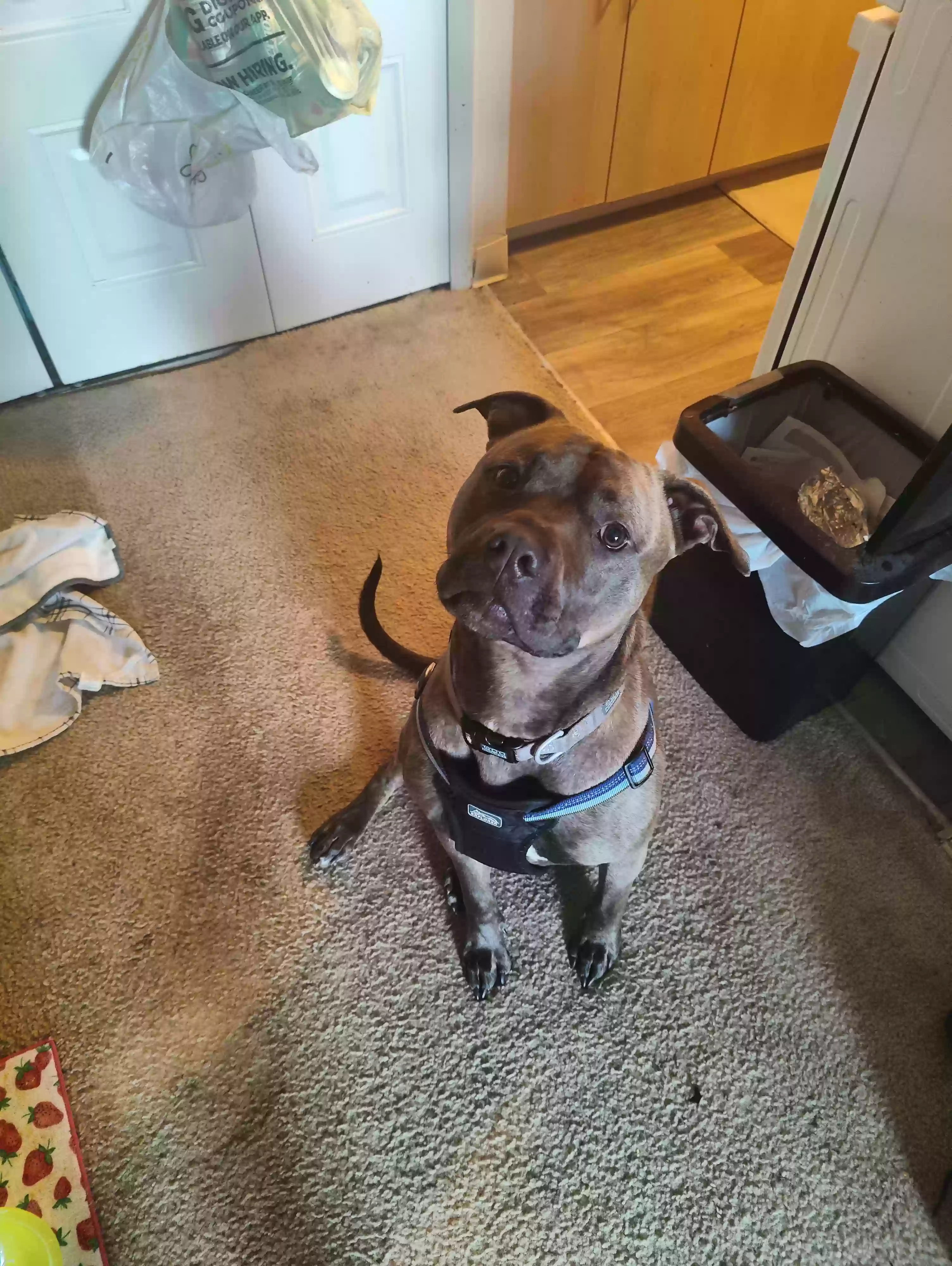 adoptable Dog in Battle Creek,MI named Earl
