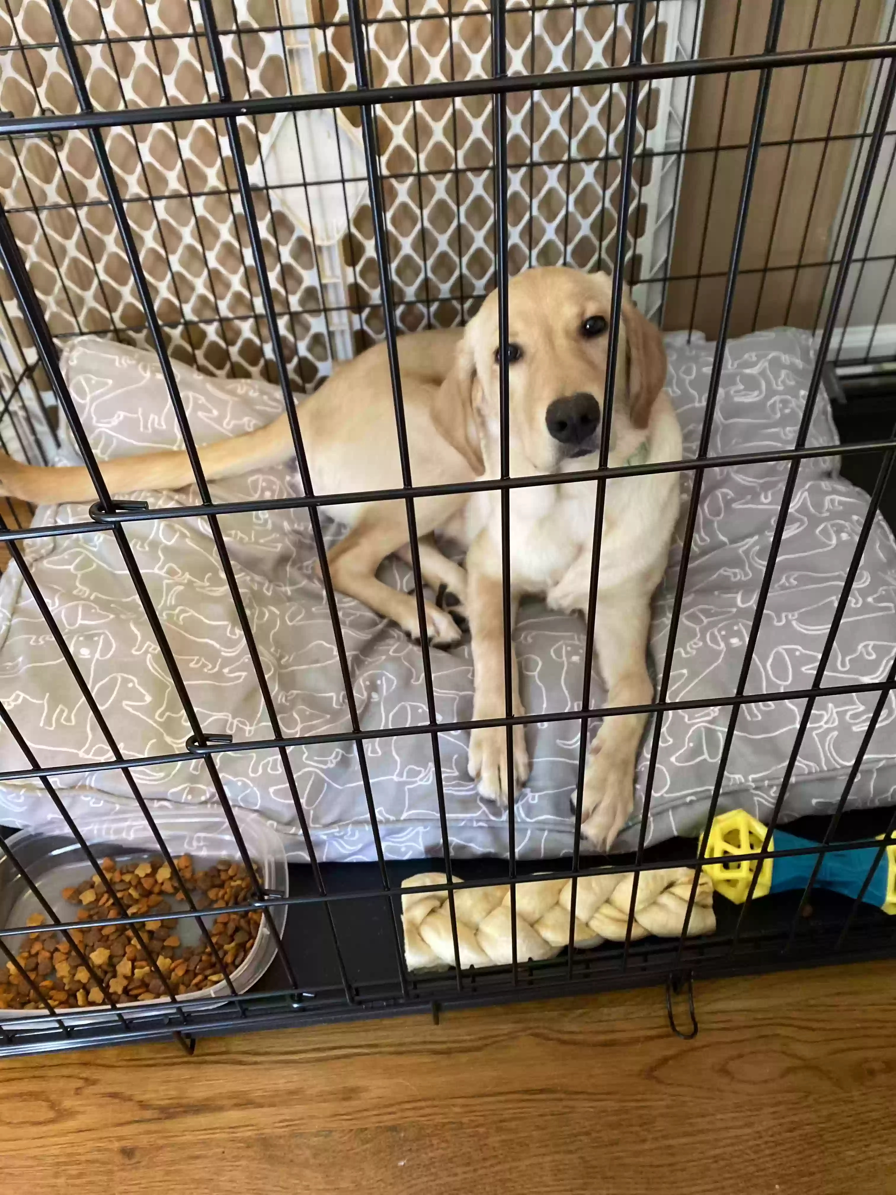 adoptable Dog in Powder Springs,GA named Daisy