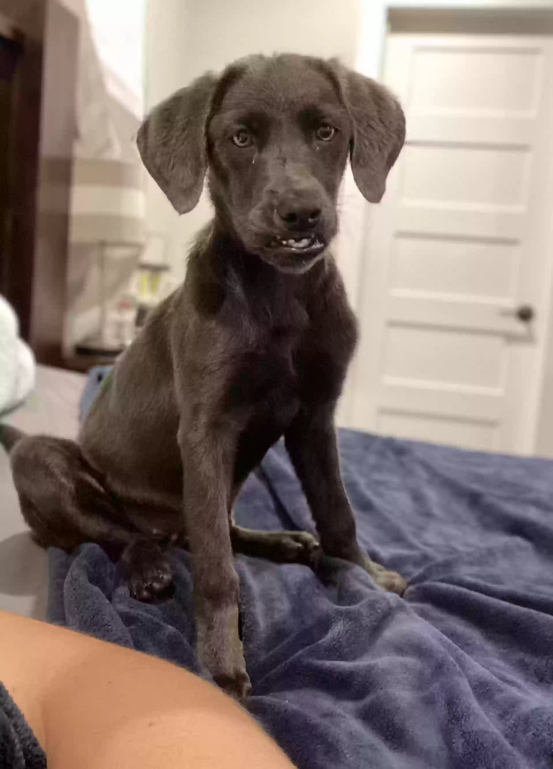 adoptable Dog in Van Alstyne,TX named Destin