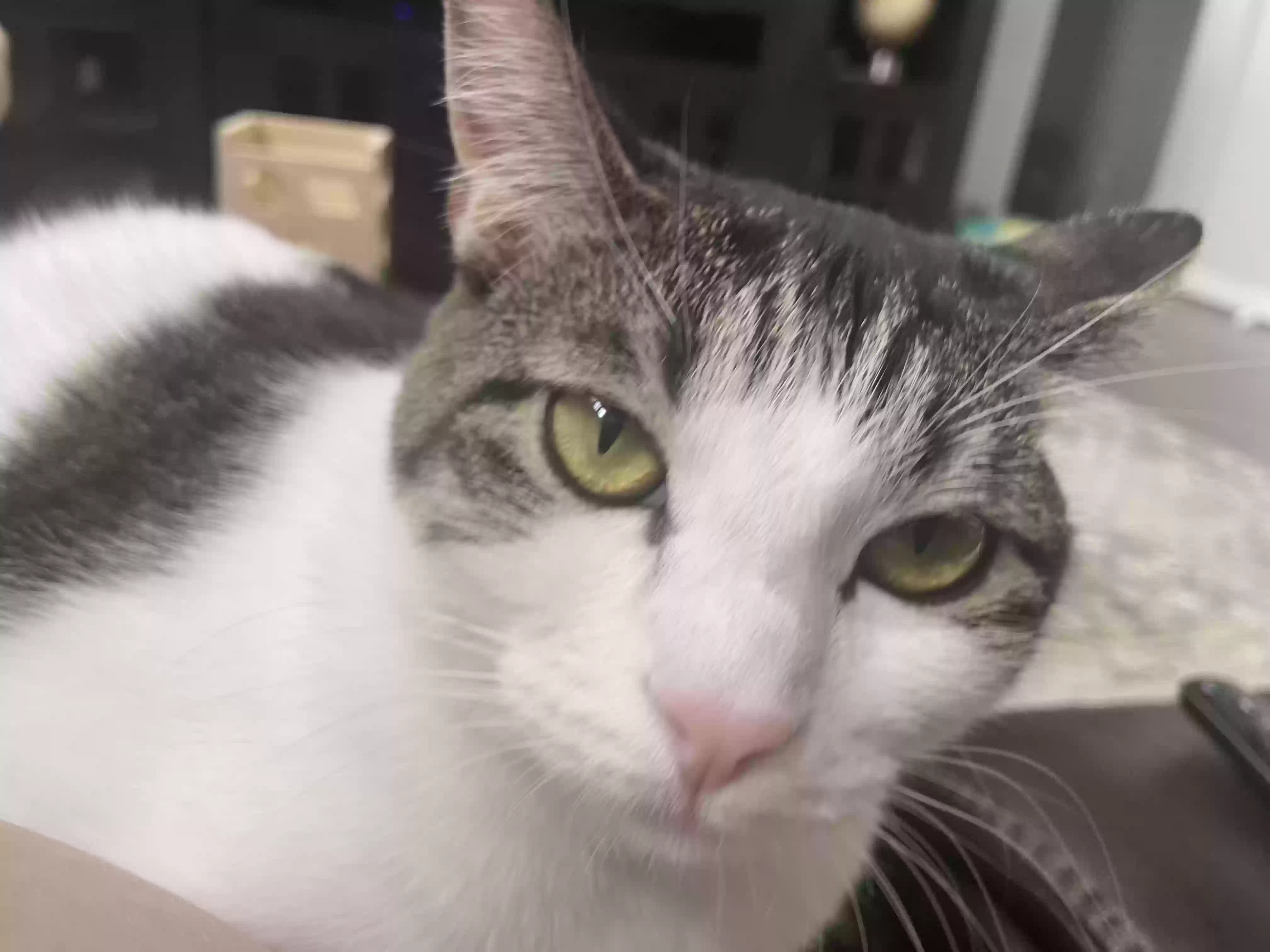 adoptable Cat in Conroe,TX named Dory