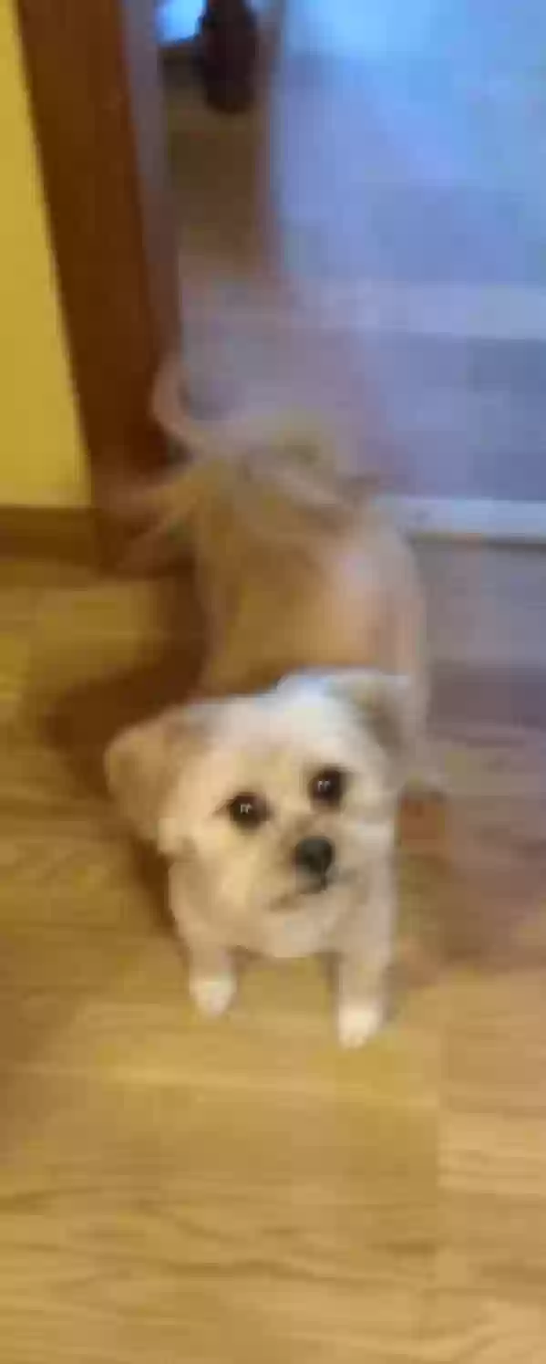 adoptable Dog in Nashville,TN named Rascal