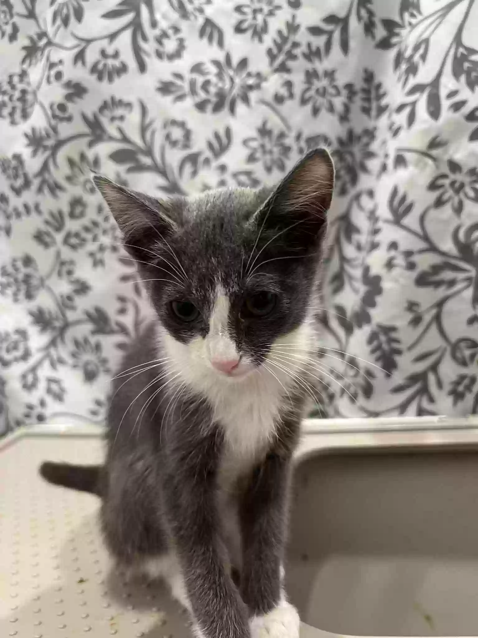 adoptable Cat in Katy,TX named NONE