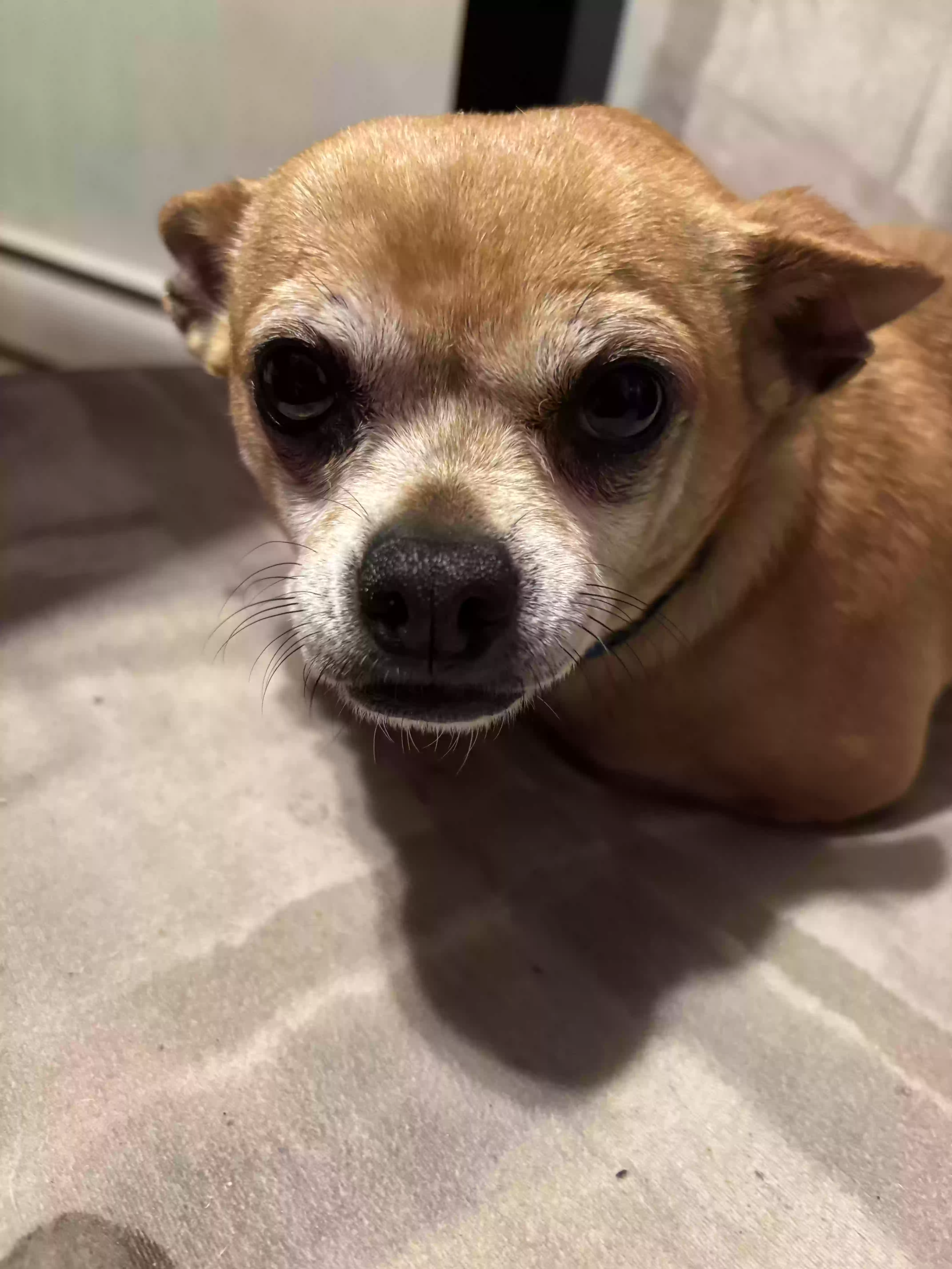 adoptable Dog in Reisterstown,MD named Manny