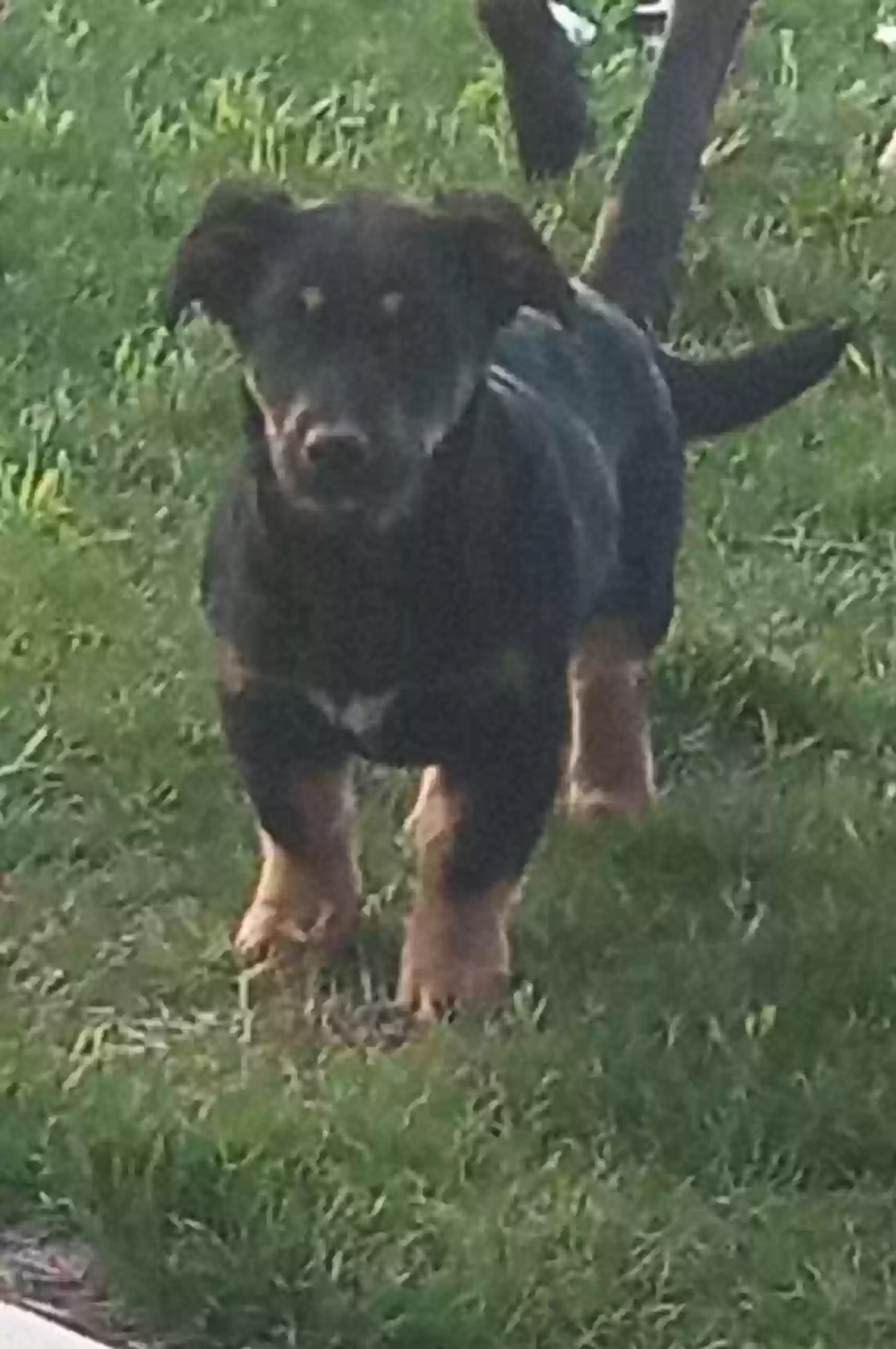 adoptable Dog in Auburn,IN named Luna Bug