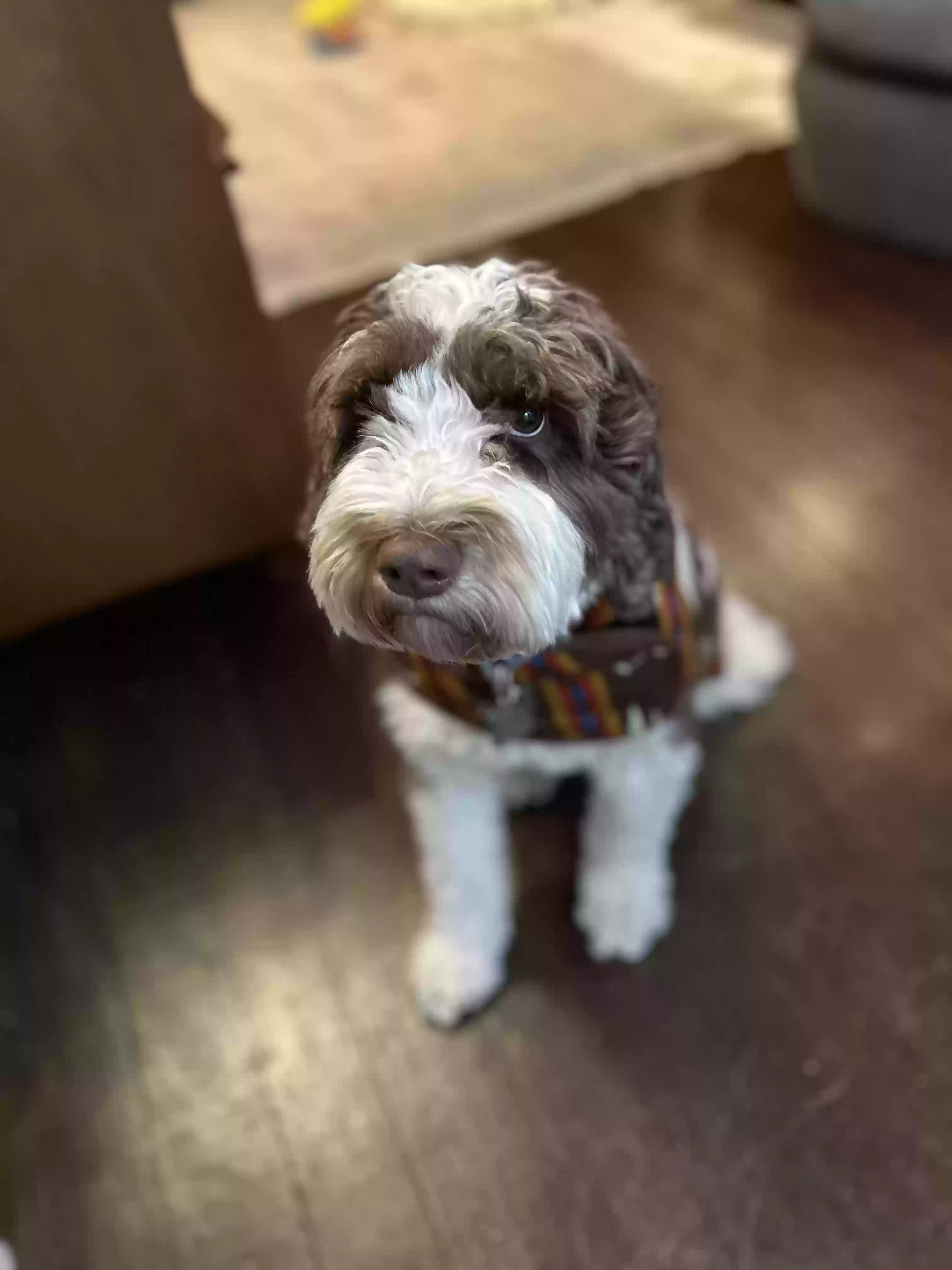 adoptable Dog in Philadelphia,PA named Bruce