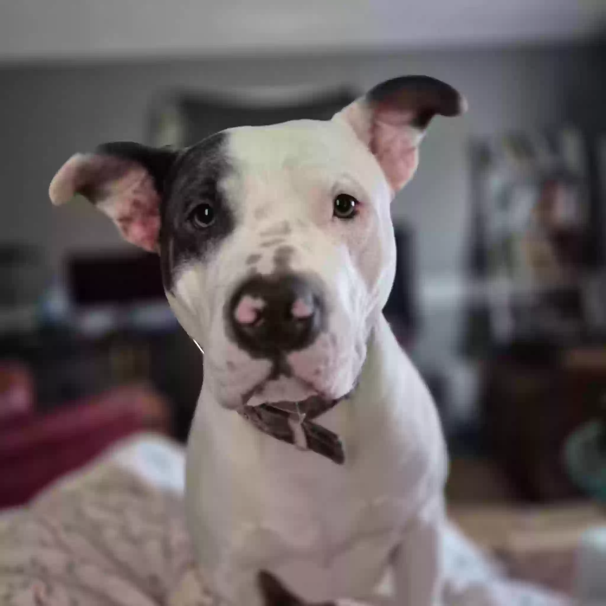 adoptable Dog in Hastings,MI named Hector