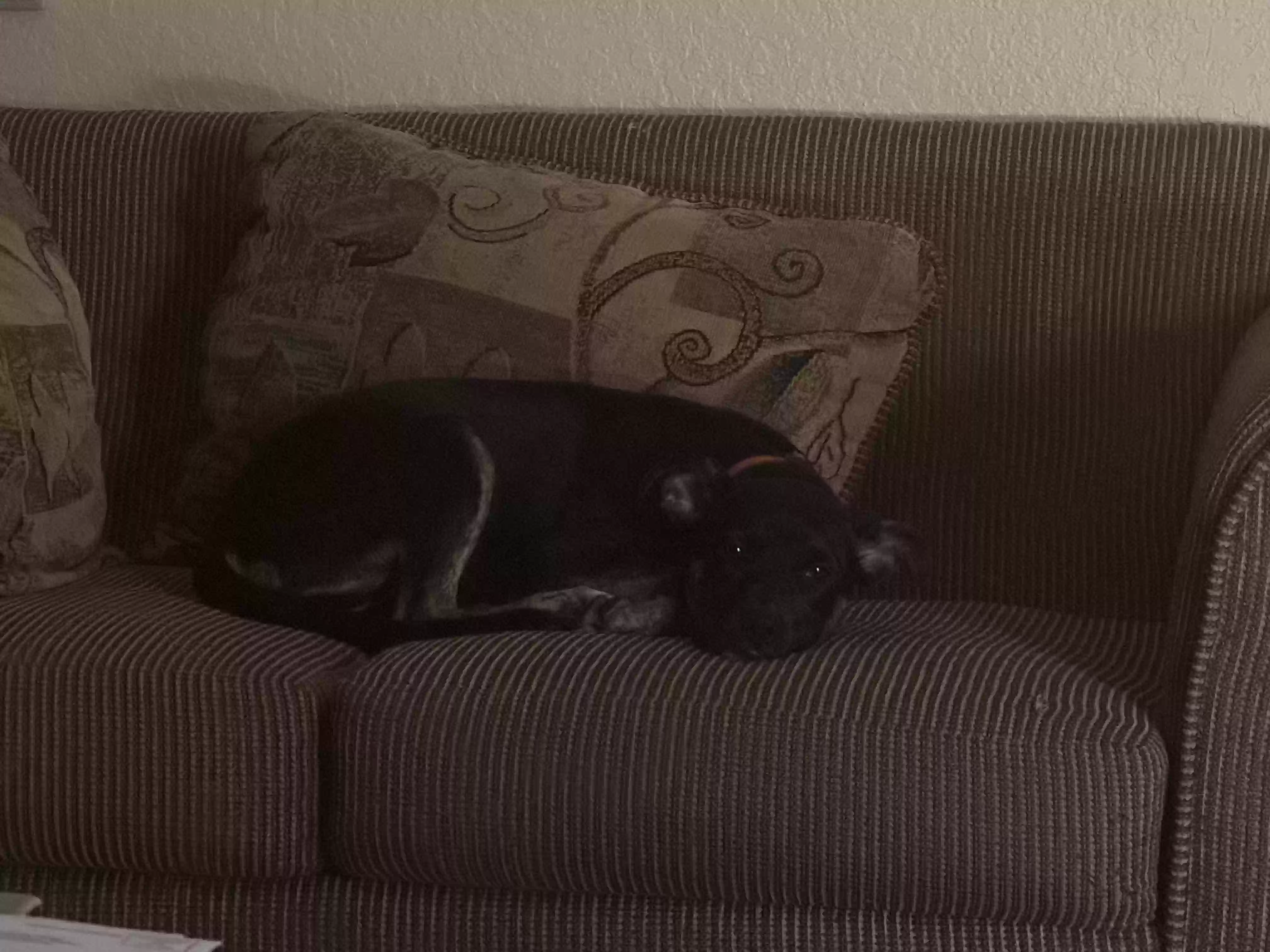adoptable Dog in Modesto,CA named Queenie