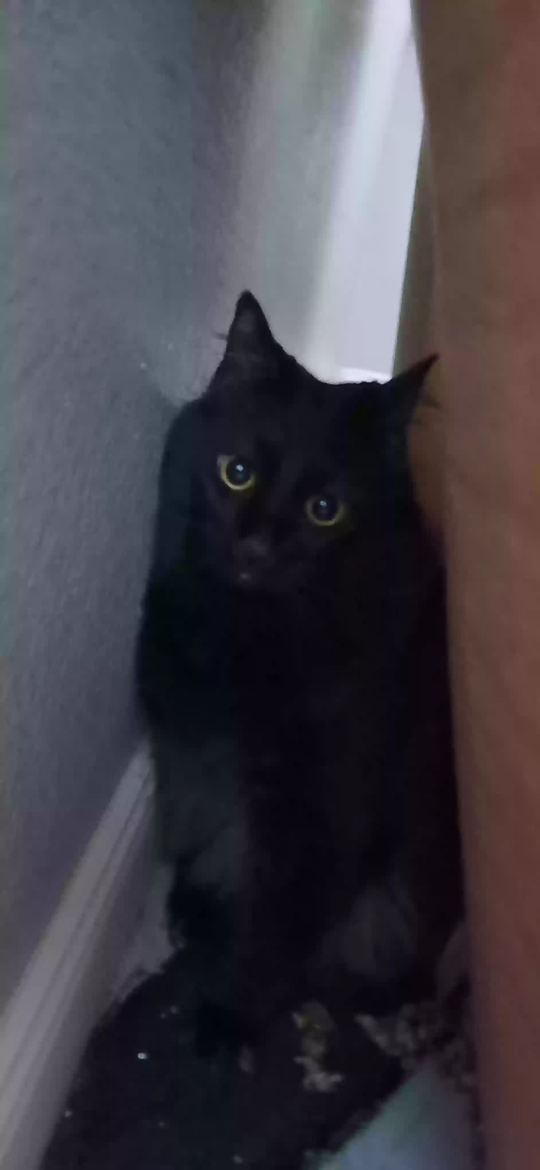 adoptable Cat in Huntington Beach,CA named