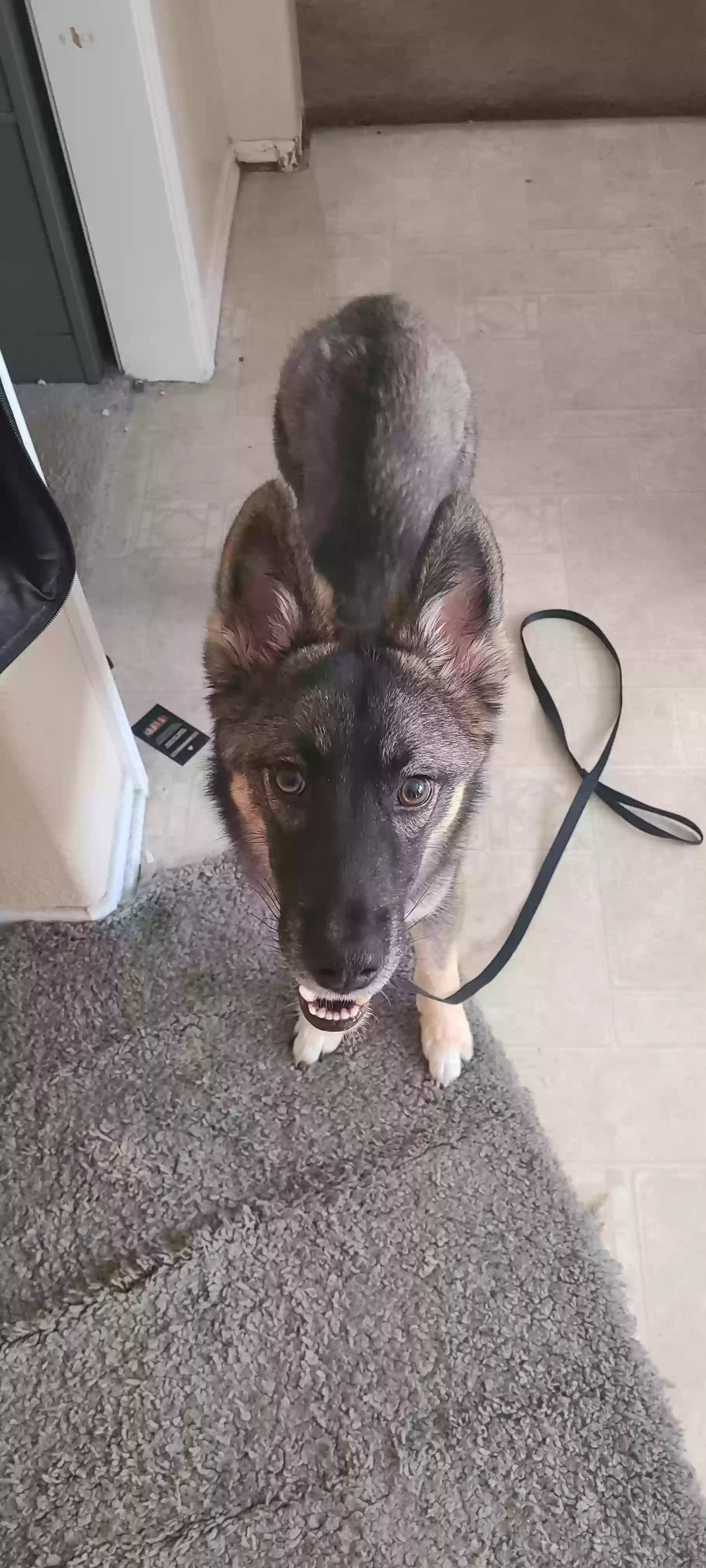 adoptable Dog in Lancaster,CA named None