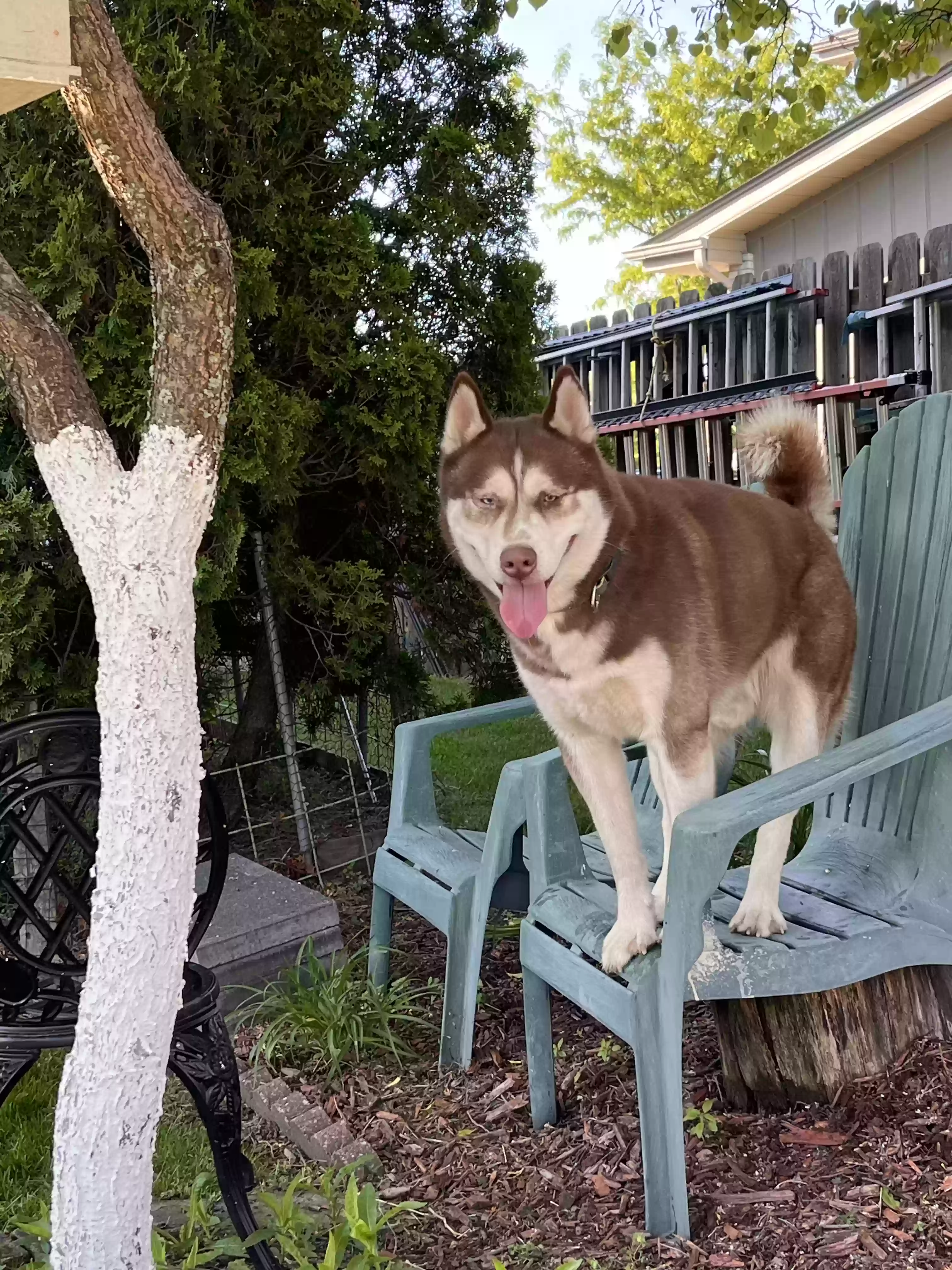 adoptable Dog in Romeoville,IL named 
